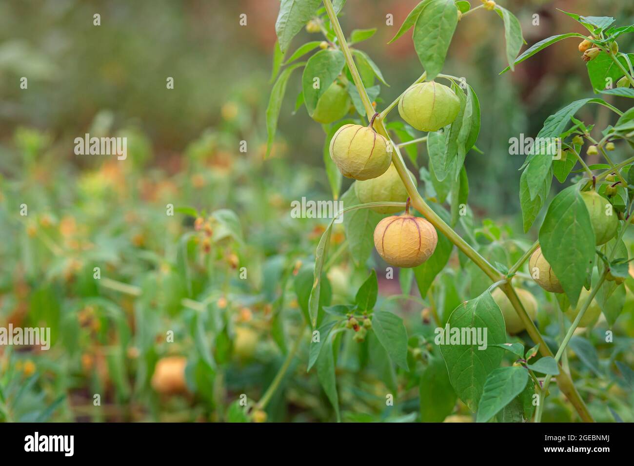 Fisica crescente, fisica verde, fisica in serra, fisica in giardino. Raccolta e riproduzione di frutti di bosco d'oro. Foto Stock