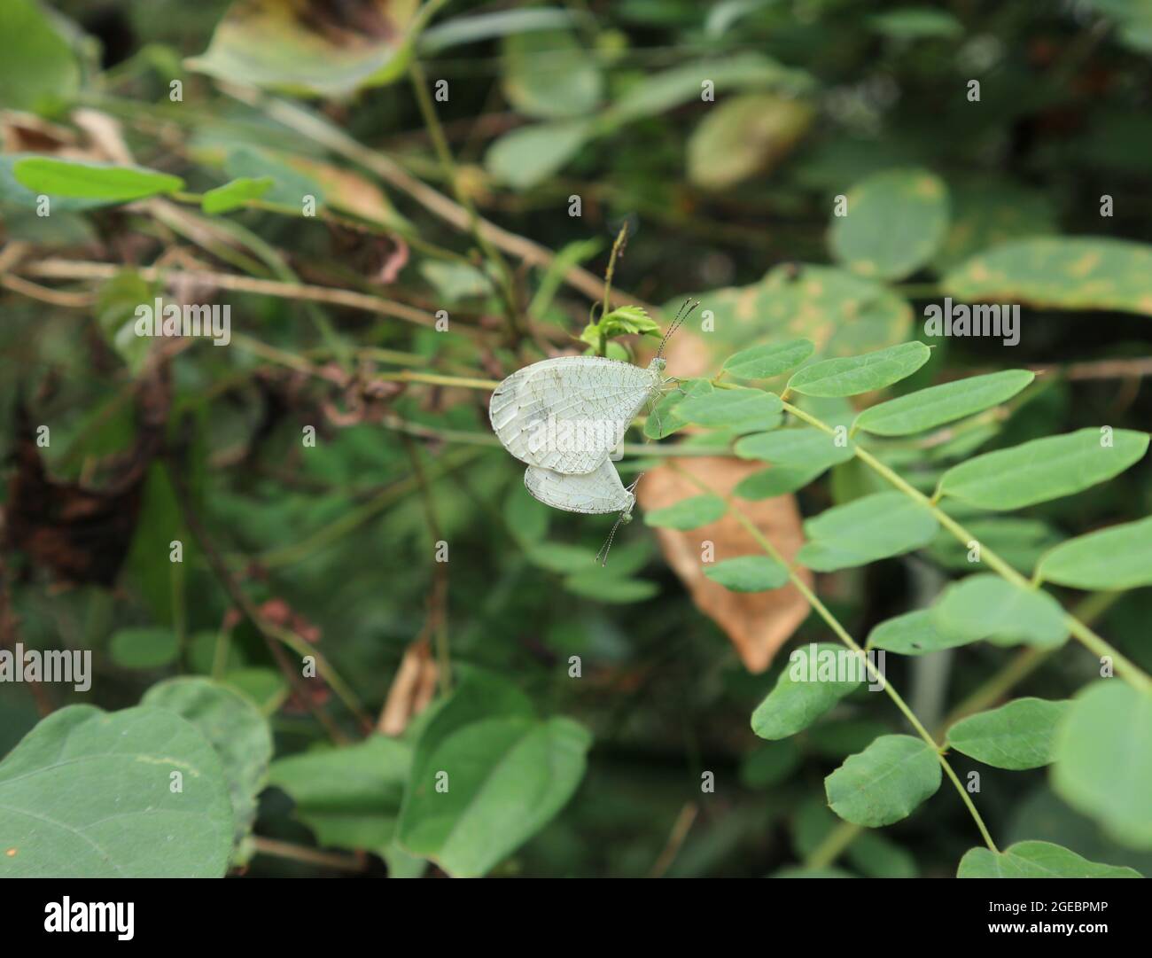 Due farfalle psiche che si accoppiano su un foglietto in natura Foto Stock