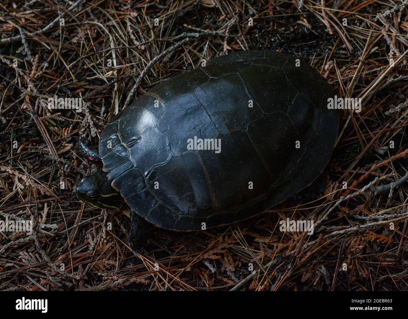Midland Painted Turtle (Chrysemys picta marginata) dalla contea di Leelanau, Michigan, USA. Foto Stock