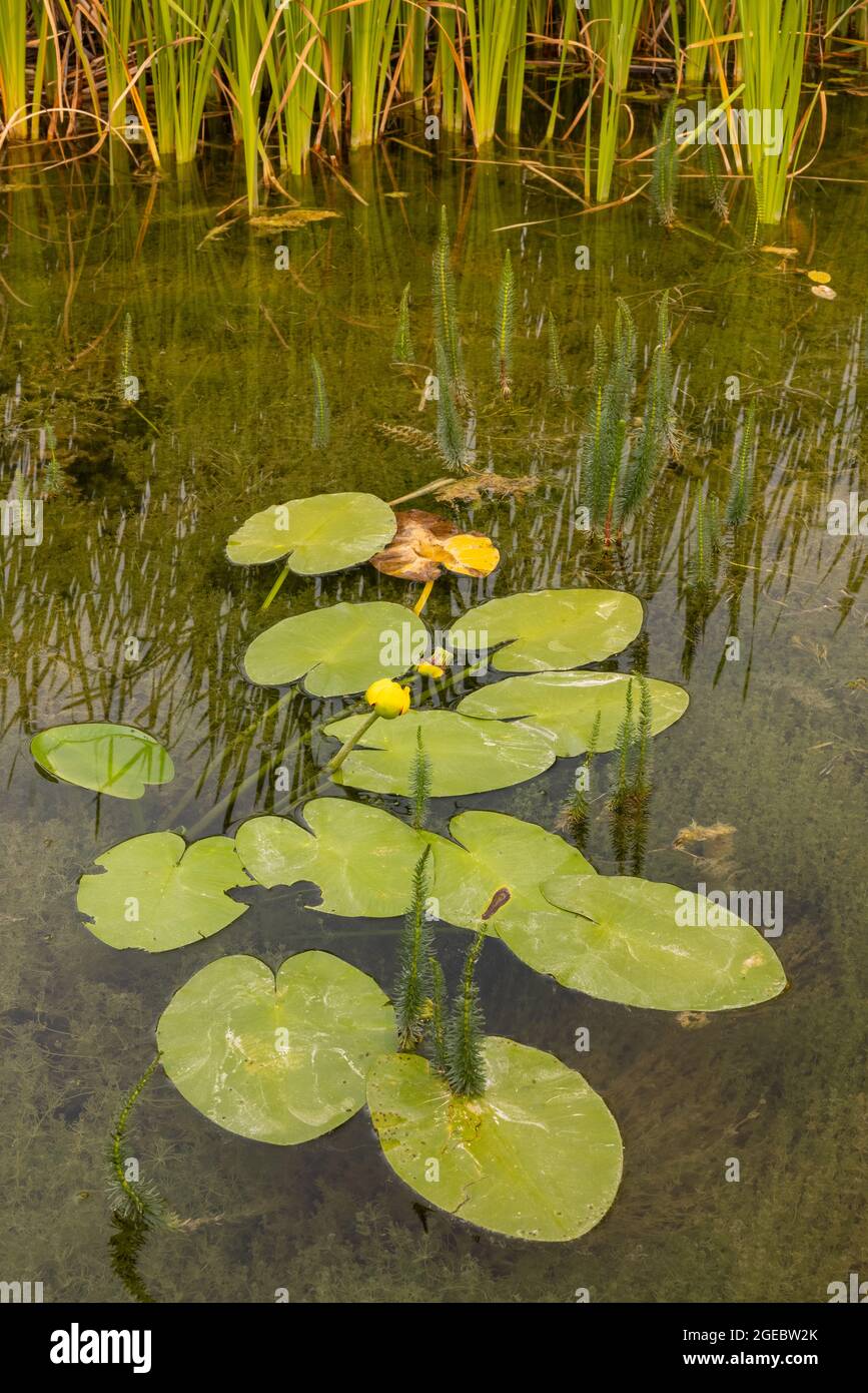 Lily cialde con un fiore di fronte alle cattails su un lago. Foto Stock