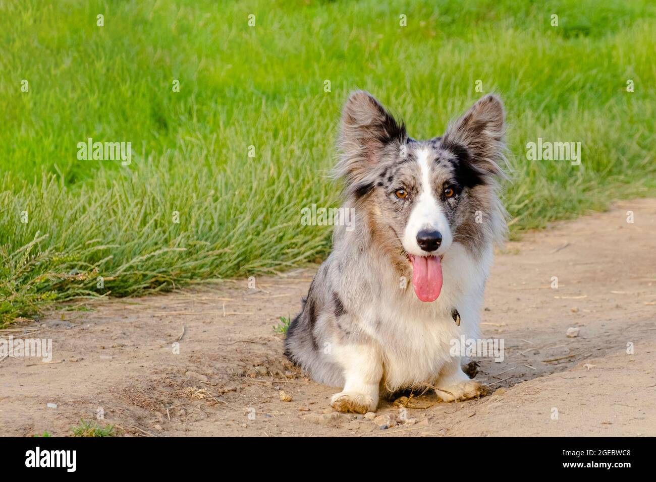 Carino Merle gallese Corgi Cardigan sedersi su erba e guardare la macchina fotografica Foto Stock