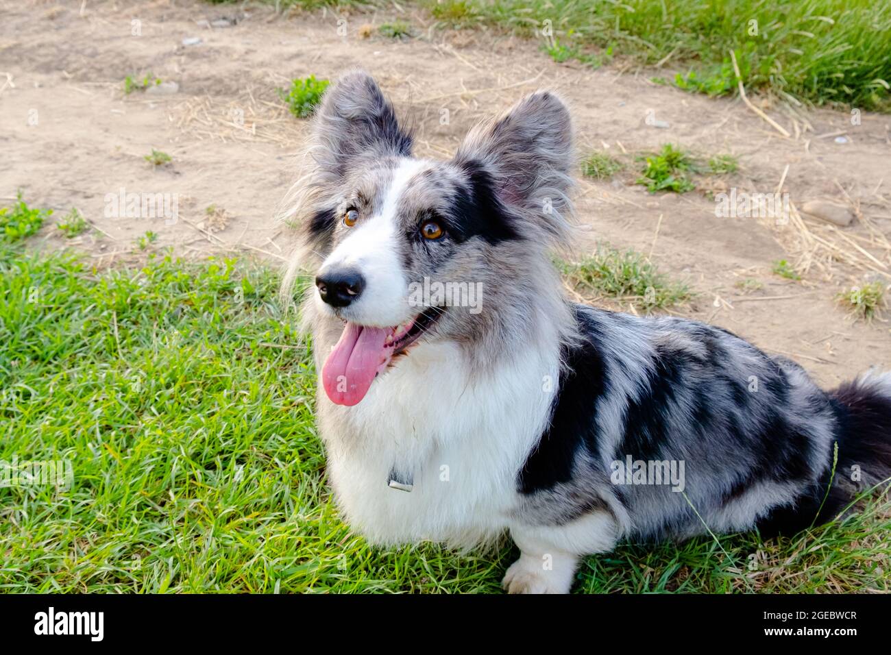 il cane è in attesa del comando dei proprietari Foto Stock