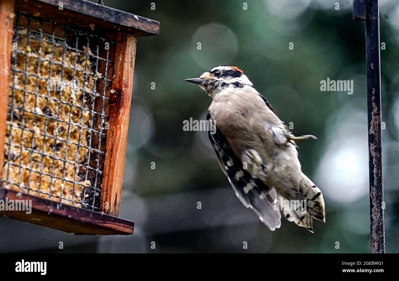 Il Picchio d'Altura salta al Suet Feeder Foto Stock