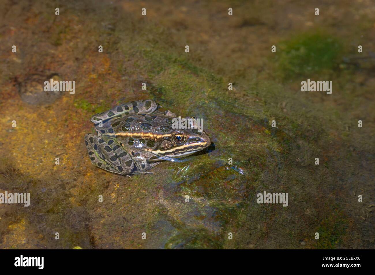 Young Plains Leopard Frog- (Lithobates blairi- ex Rana blairi), si trova su roccia bagnata alla luce del sole, Castle Rock Colorado USA. Foto scattata nel mese di agosto. Foto Stock