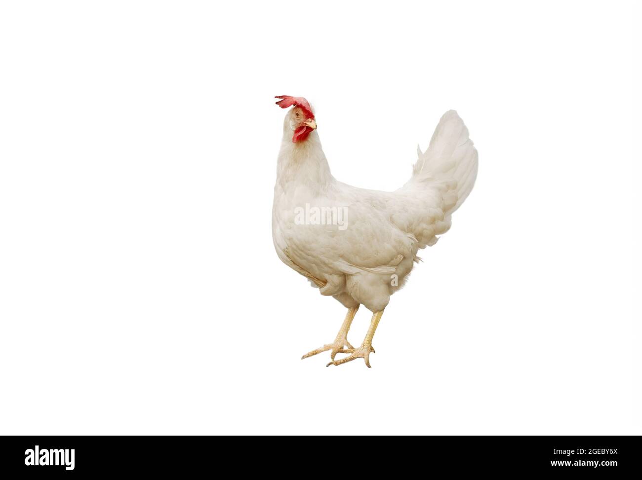 Ritratto a tutta lunghezza di una gallina bianca con un pettine rosso Foto Stock