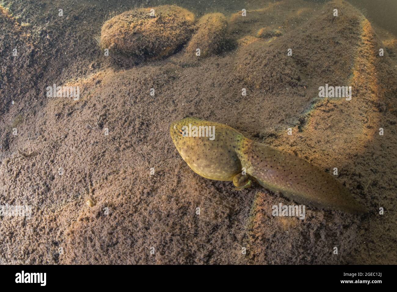 Il tadpole della rana americana (litobates catesbeianus) che riposa alla base di un fiume della California dove questa specie in specie introdotte e invasive. Foto Stock