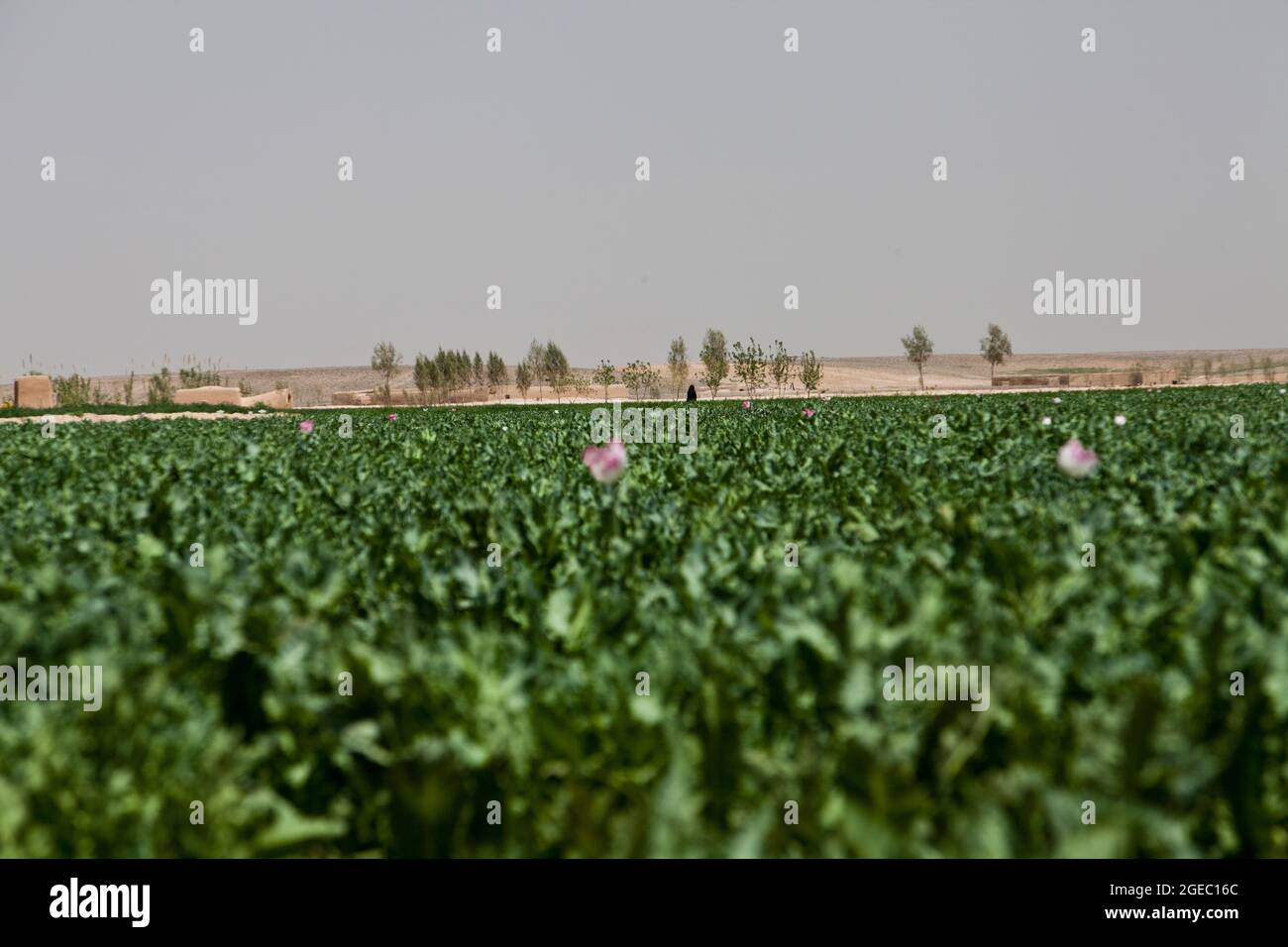 BASE DI PATTUGLIA FULOD, provincia di Helmand, Repubblica Islamica dell'Afghanistan - Seaman Orlando C. Farase, corpsman del Team Advisor 4 annesso alla Società C, 1° Battaglione, 5° reggimento marino, bende la mano di un bambino mentre è in pattuglia a Sangin, Afghanistan, maggio 11. I soldati dell'esercito nazionale afghano del 2° Tolay, il 2° Kandak, guidarono la pattuglia di presenza attraverso Sangin e furono accompagnati da consulenti marini per la squadra che era strettamente lì per osservare i soldati dell'ANA e offrire un feedback. Farase, 22 anni, è di Pensacola, Fla. Foto Stock