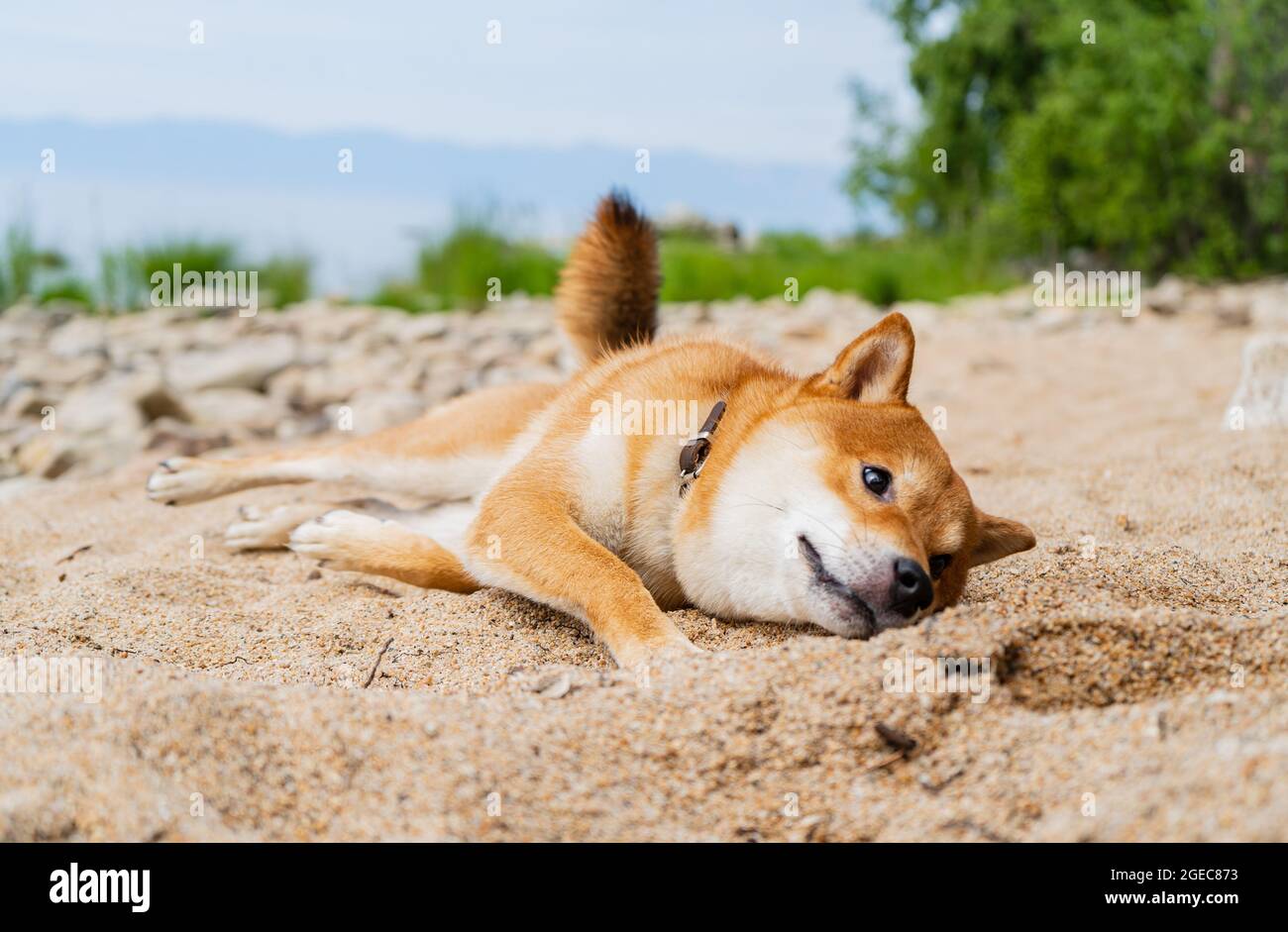 Il cane shiba inu rosso felice gioca sulla sabbia. Ritratto di sorriso del cane giapponese con capelli rossi. Foto Stock