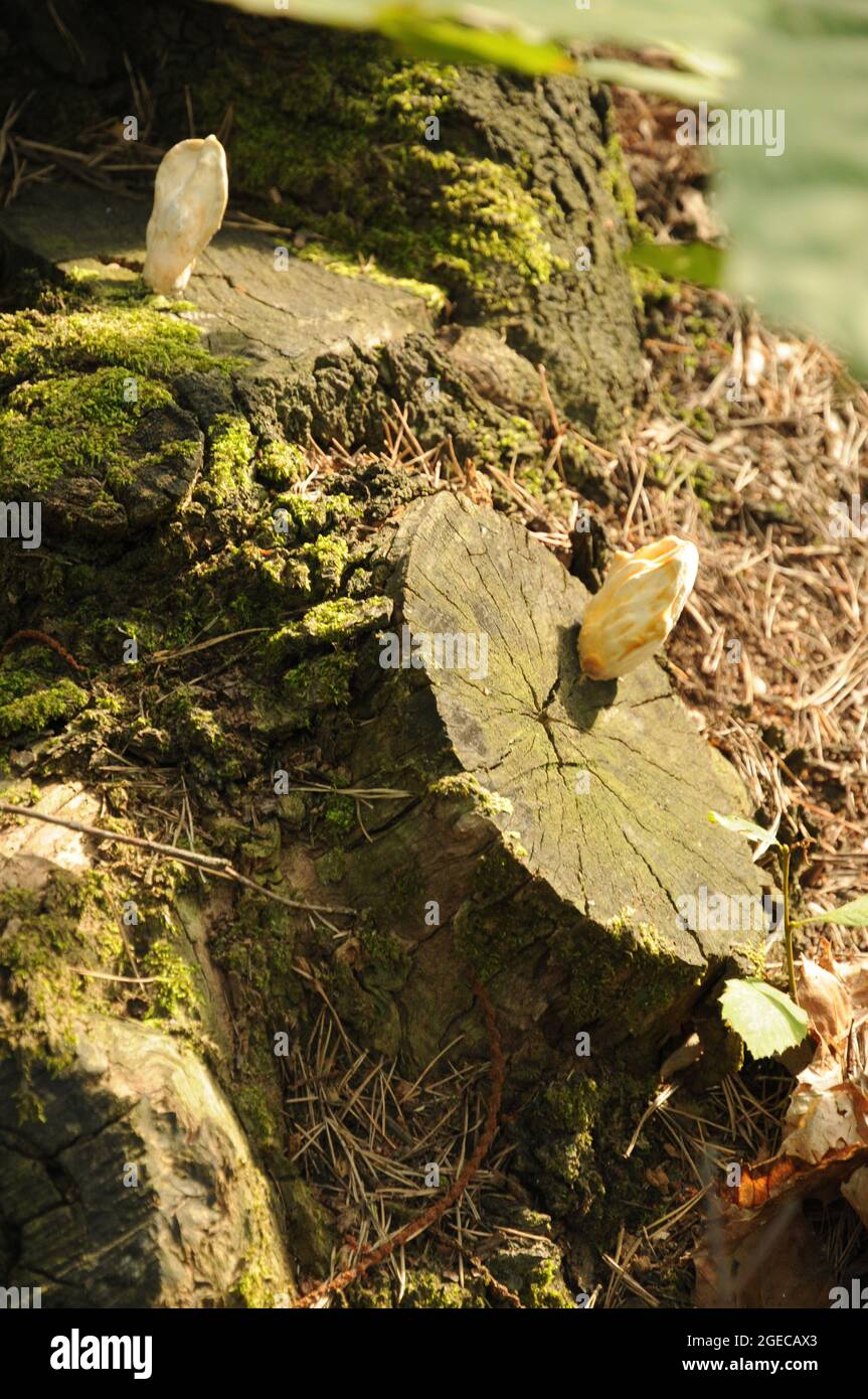 FUNGHI del legno in ceppi nei boschi di Cantalupa verso Rocca Vottero Foto Stock