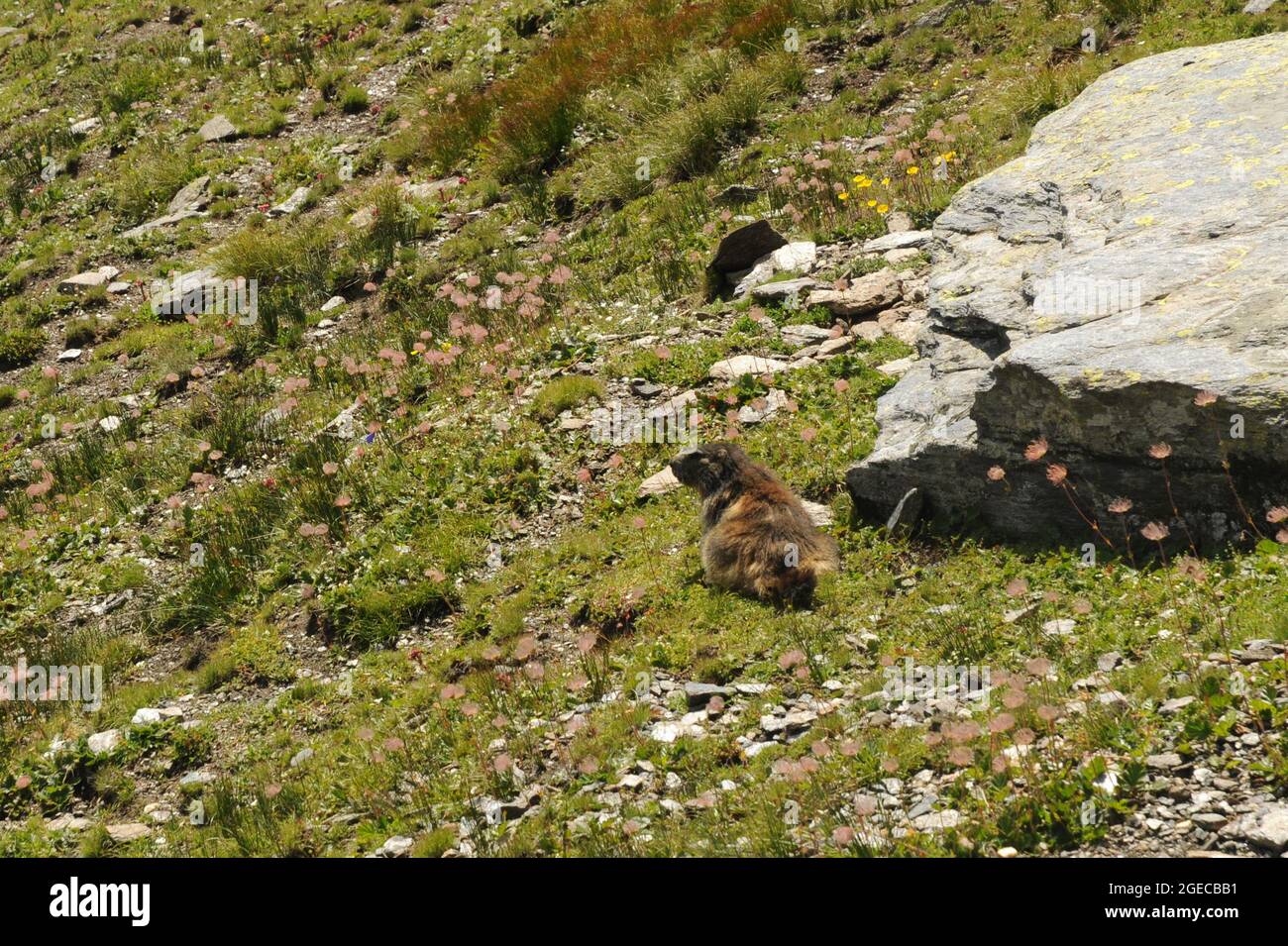 Marmotta sul sentiero balcone dal col de l'Iseran al Refuge du Carrò Foto Stock
