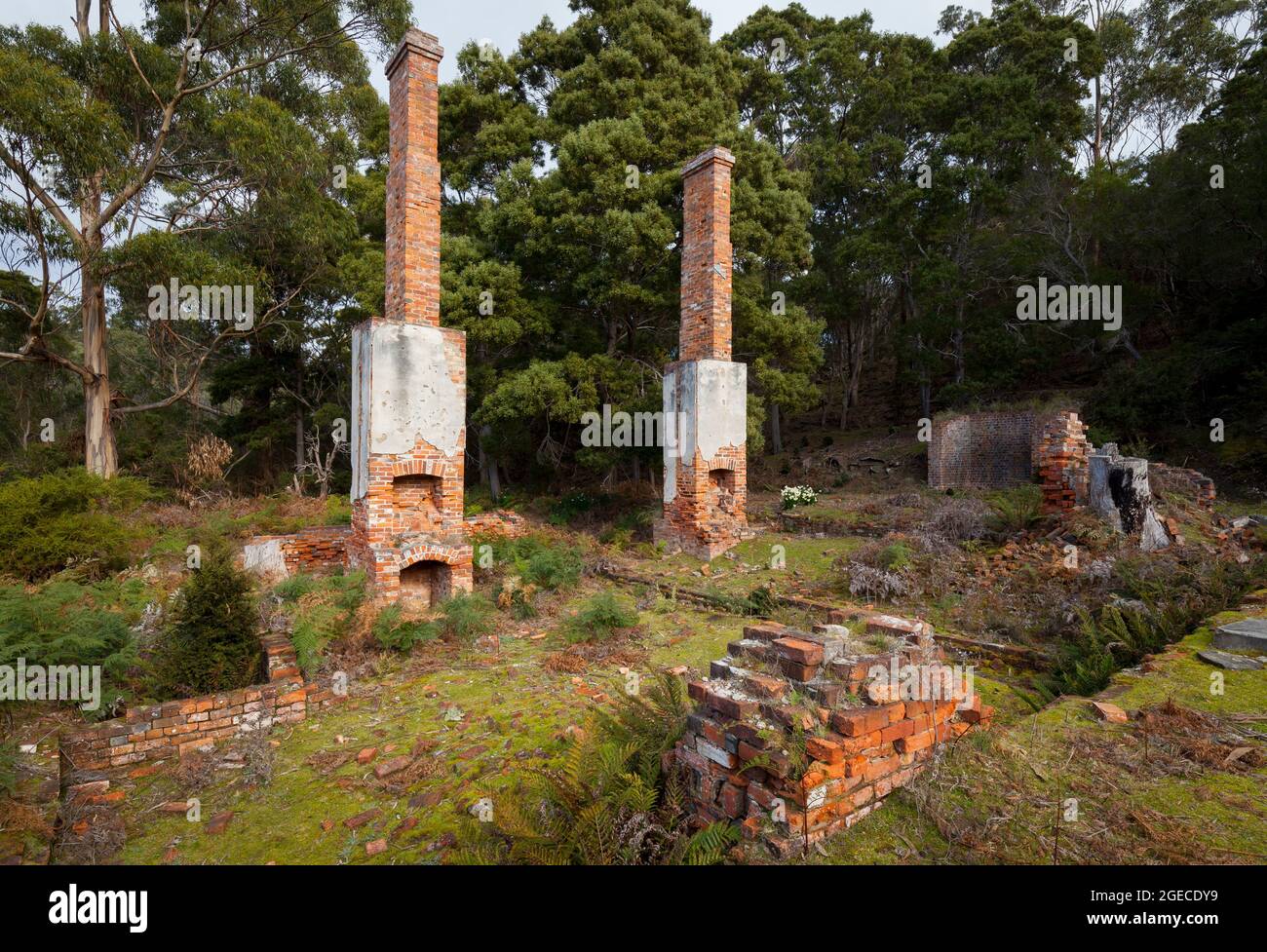 Rovine della casa dell'ingegnere (c.1888) - Parco Nazionale dell'Isola di Maria - Tasmania - Australia Foto Stock