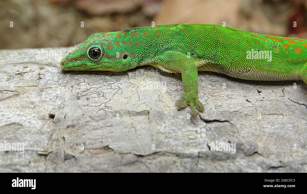 Adulto maschile Andaman giorno gecko, Phelsuma andamanensis, Andaman Isole, India. Endemico alle isole Anadaman Foto Stock