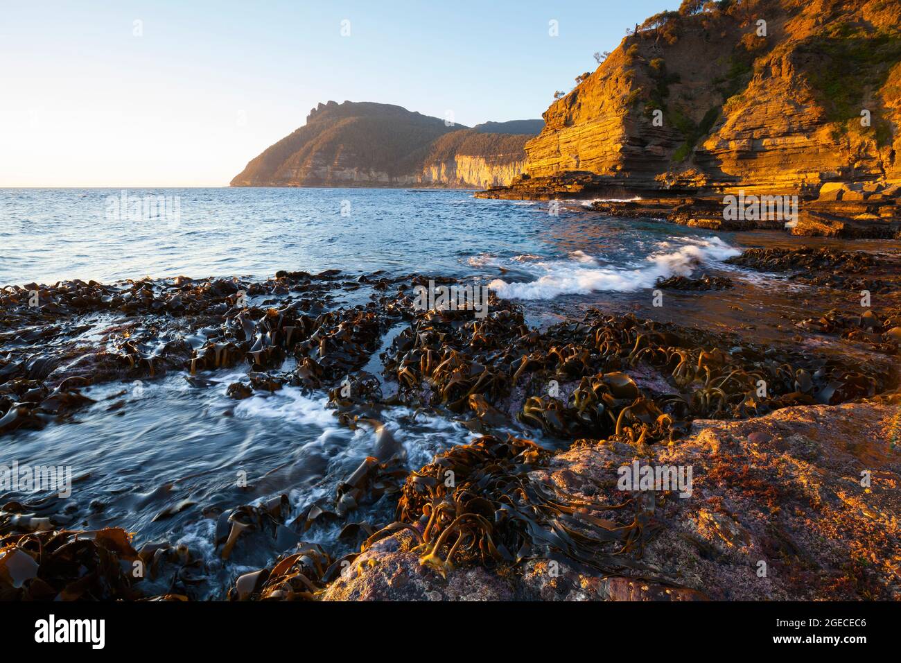 Kelp a Baia di fossili - Maria Island National Park - Tasmania - Australia Foto Stock