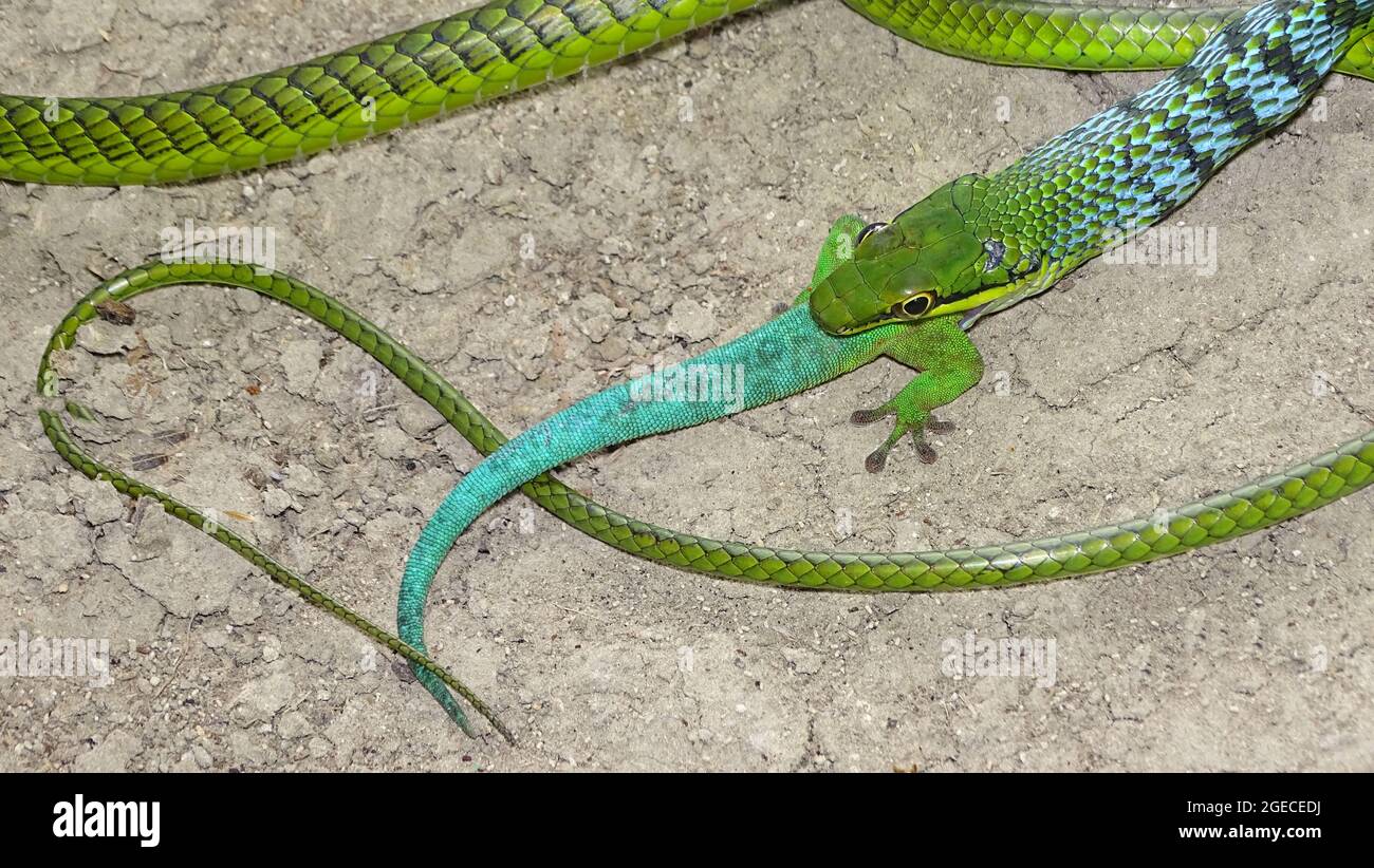 Andaman Green Bronzeback Tree Snake, Dendrelaphis andamanensis, Anderson, 1871, NON VENOMOUS, Endemico COMUNE alle Andamane e alle piccole Isole Andamane Foto Stock