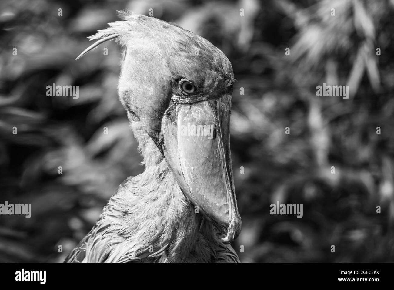 Shoebill, Balaeniceps rex, alias whalehead, cicogna con testa di balena o cicogna con fattura di scarpe. Immagine in bianco e nero. Foto Stock