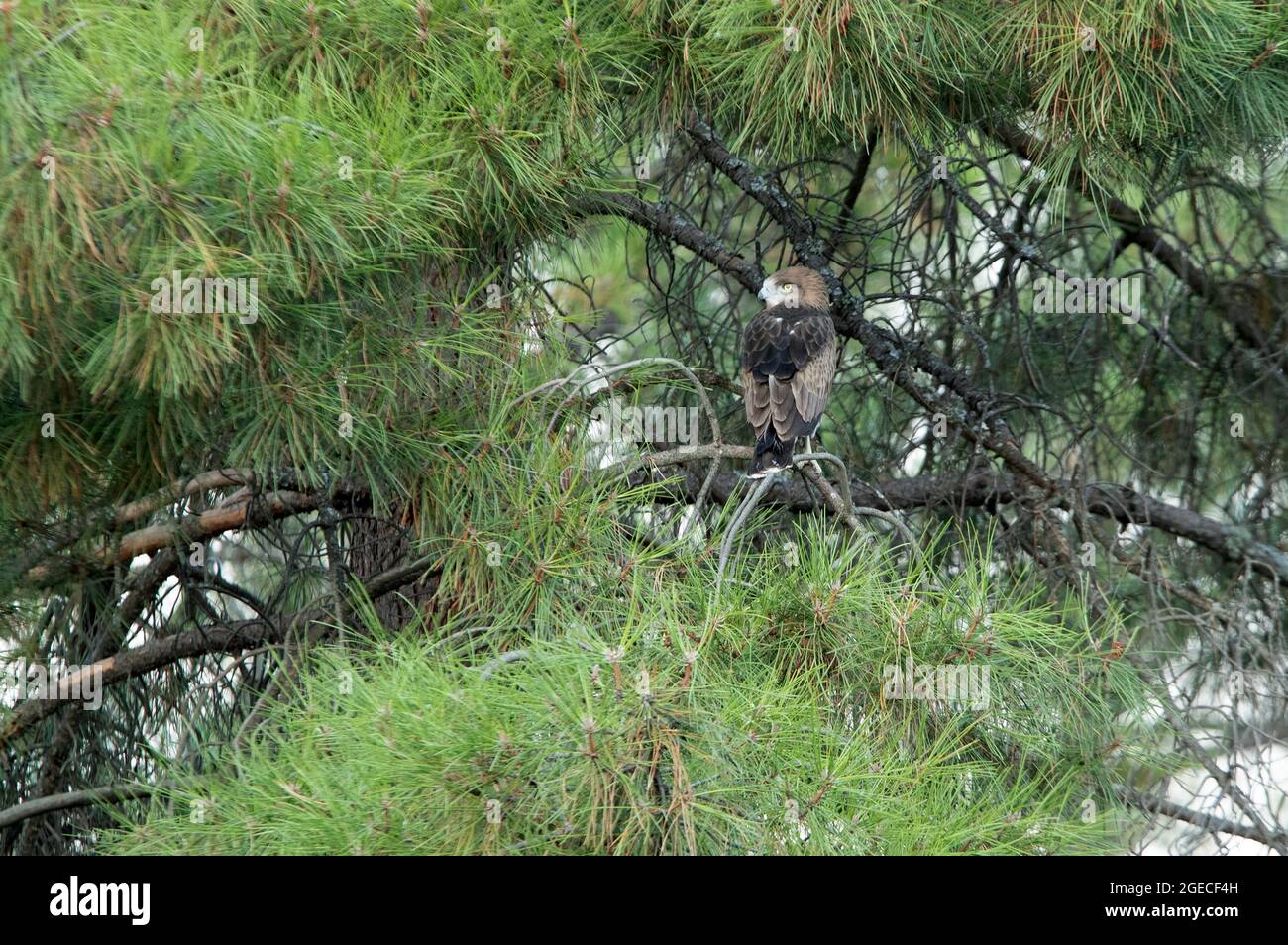 Giovane aquila femmina a punta corta in un pino con la prima luce dell'alba Foto Stock