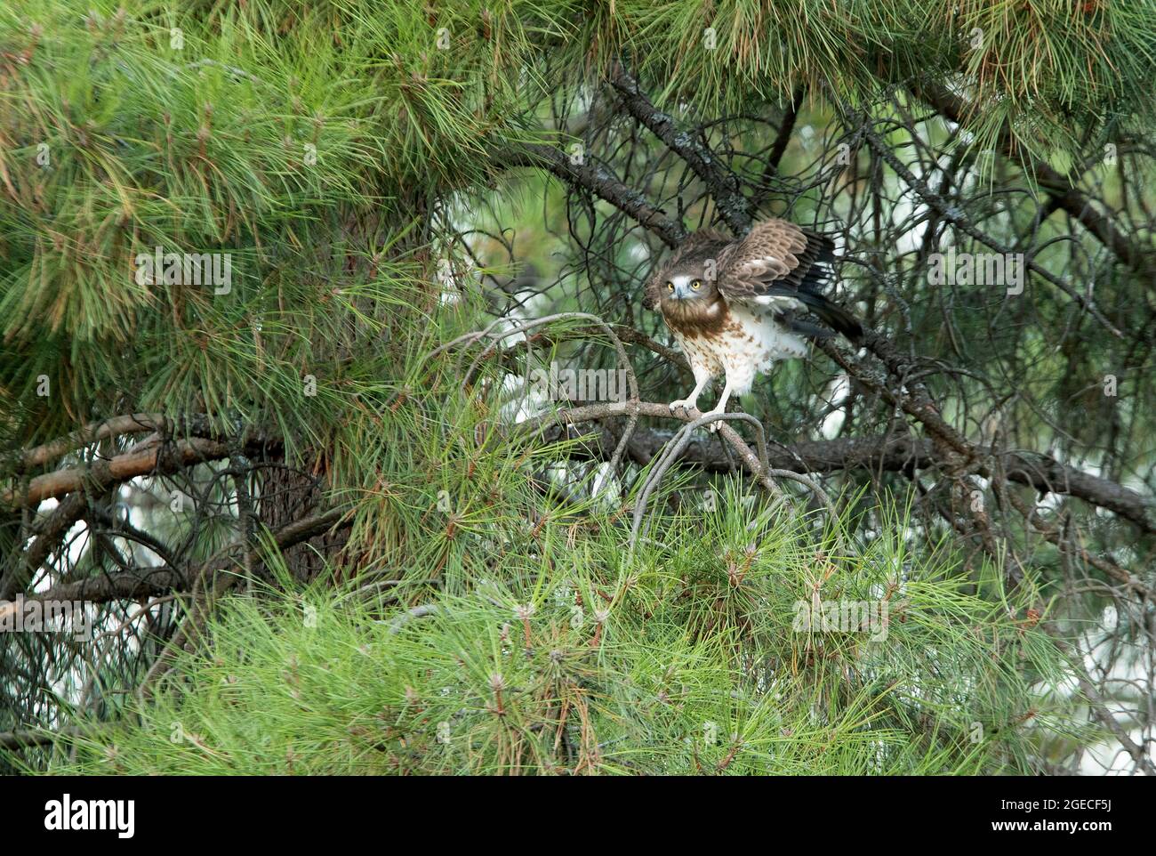 Giovane aquila femmina a punta corta in un pino con la prima luce dell'alba Foto Stock