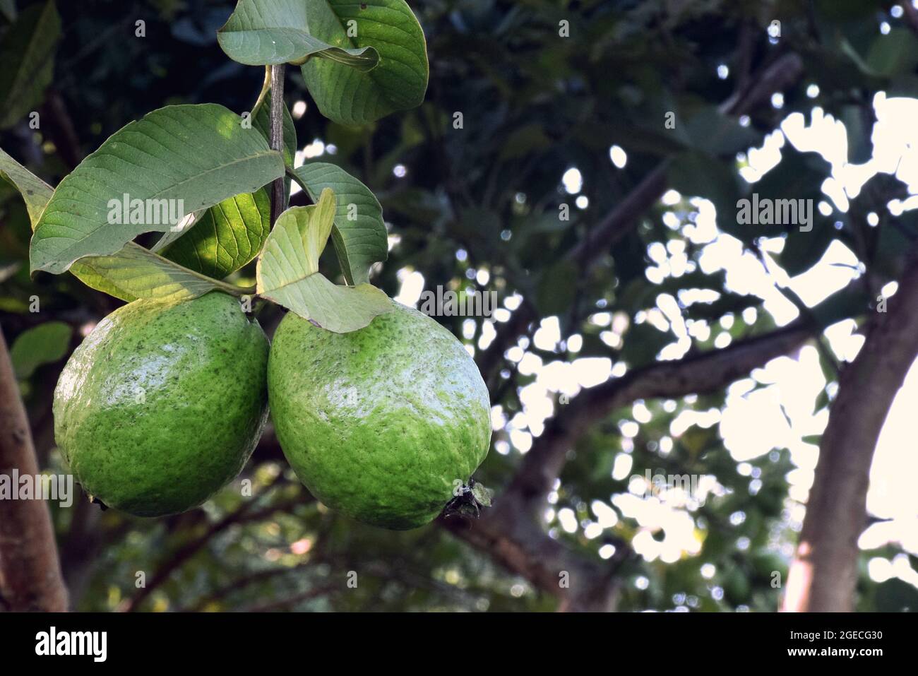 Guava nel giardino. Albero di guava, scena agricola indiana. Foto Stock