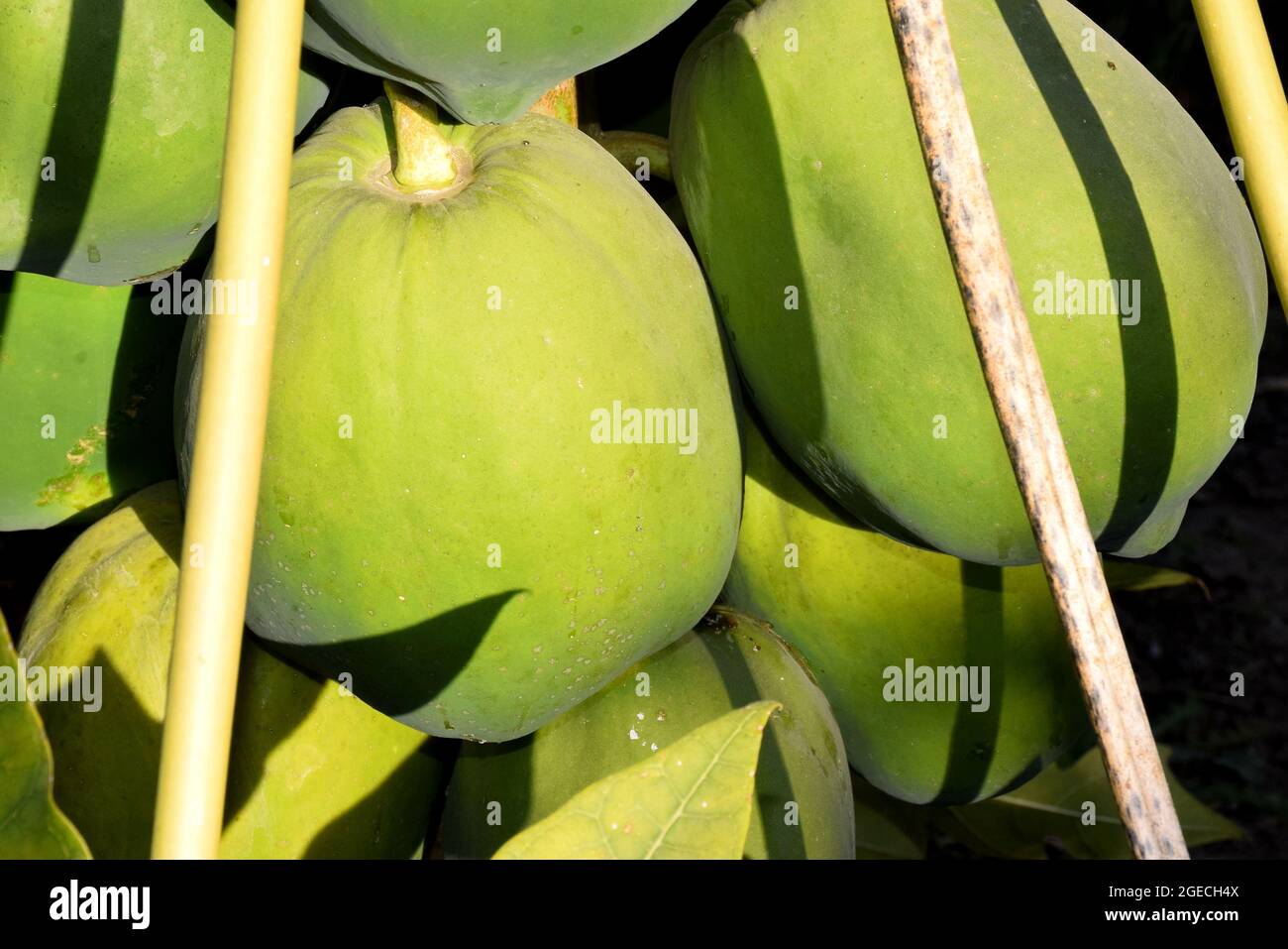 Papaya albero e mazzo di frutta. Papaya verde frutta sull'albero. Sole nei campi. Foto Stock