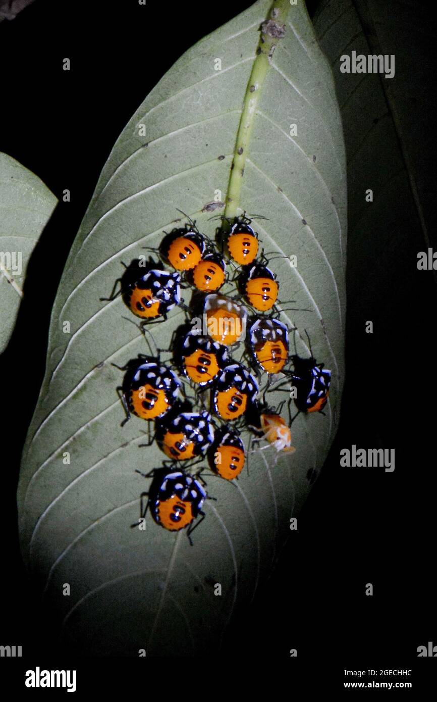 Pentatomid bug, Cantao ocellatus, Amboli, Maharashtra, India Foto Stock