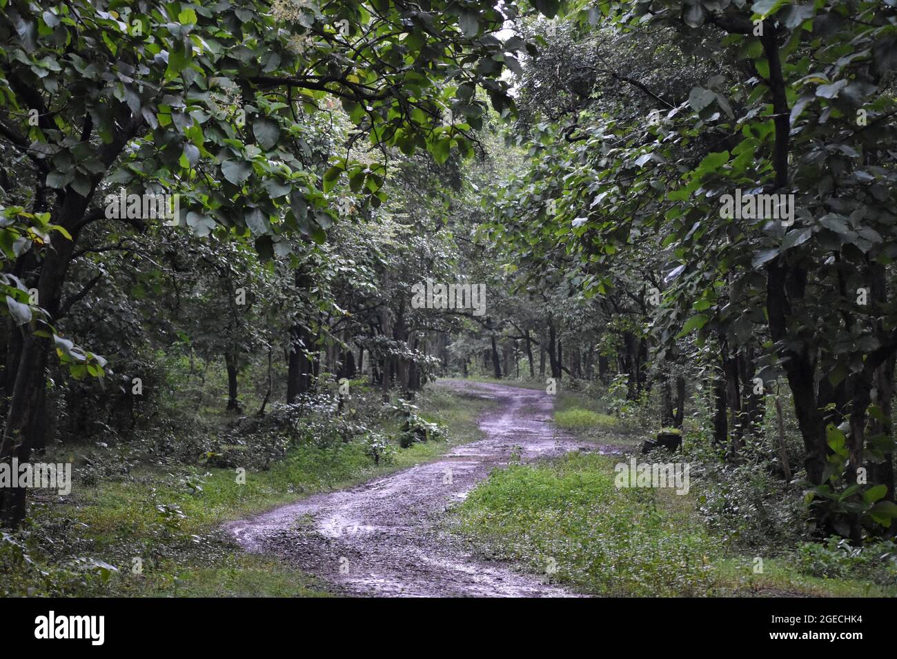 Sentieri forestali, Dandeli, Karnataka, India Foto Stock