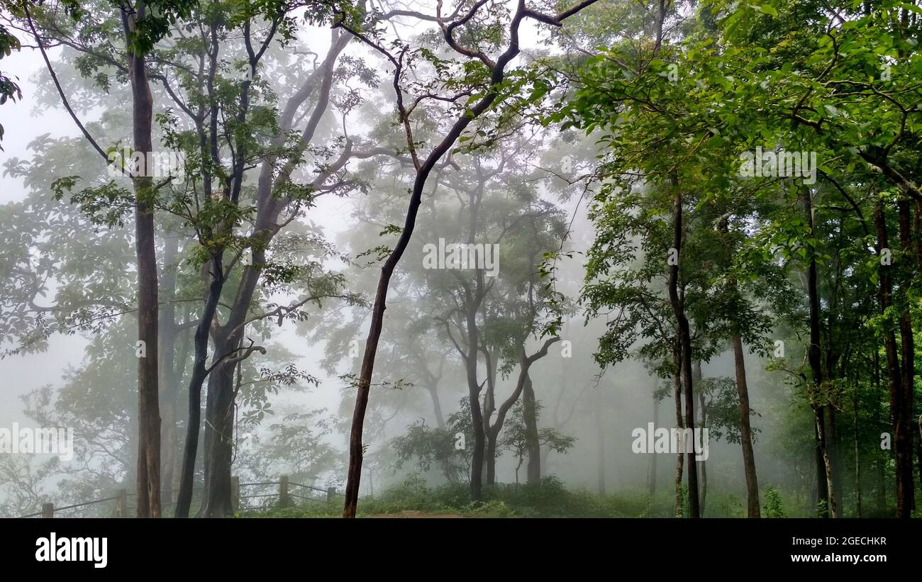 Foreste pluviali di ghiatti occidentali, Karnataka, India Foto Stock