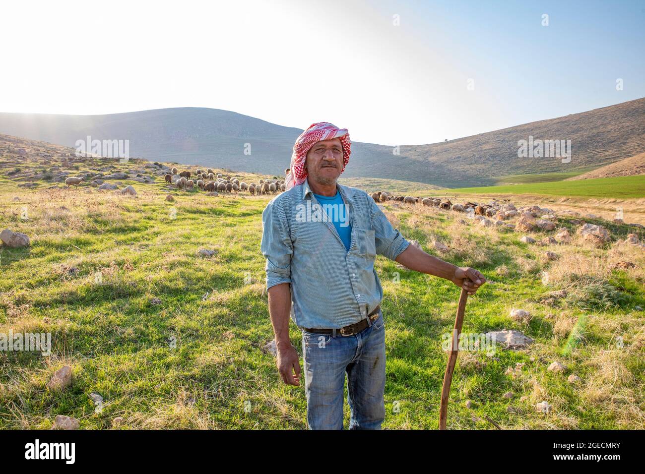 Ritratto di un pastore palestinese con il suo gregge di pecore nella Valle del fiume Giordano, la Valle del Rift Giordano, anche Valle del Giordano chiamata anche il Syro- Foto Stock