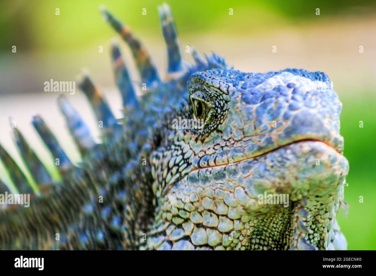 Close up di un maschio verde (Iguana iguana Iguana) con spine e di giogaia fotografato nel Parque de las iguana, di Guayaquil, Ecuador Foto Stock