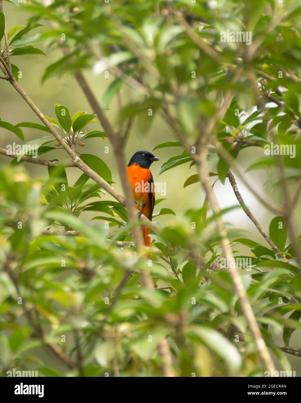 Un miniveto arancione dai colori vivaci (Pericrocotus flammeus), arroccato su un ramo di albero che produce frutta a Mangalore, India. Foto Stock