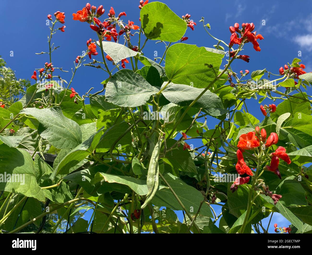 Fagioli del corridore dello scarlatto, anche conosciuti come Phaseolus coccineus, che crescono sul trellis Foto Stock