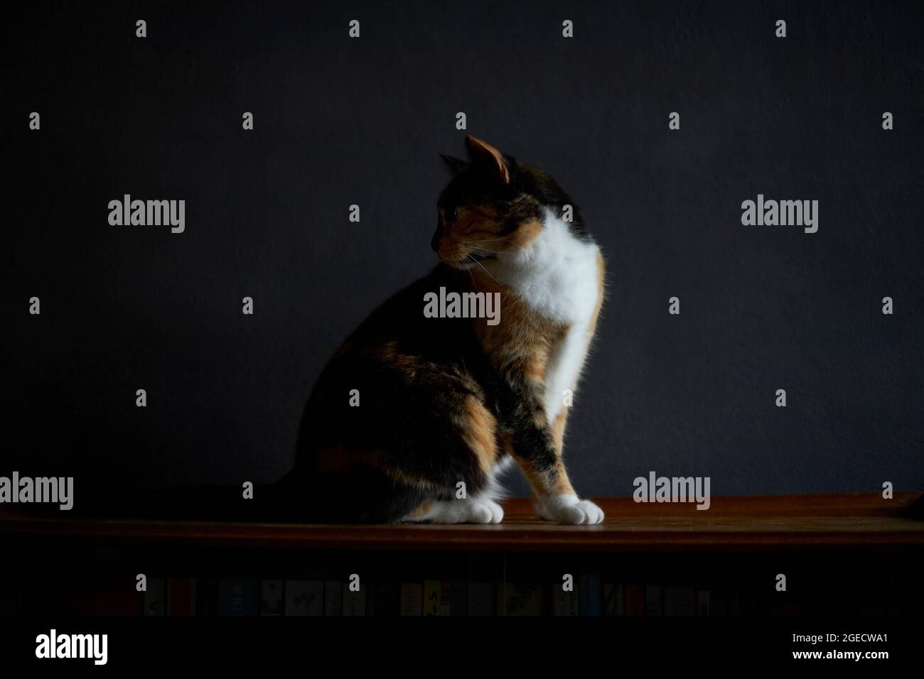 Ritratto di vista laterale di gatto tartaruga domestico in superficie di legno, sfondo scuro pulito Foto Stock