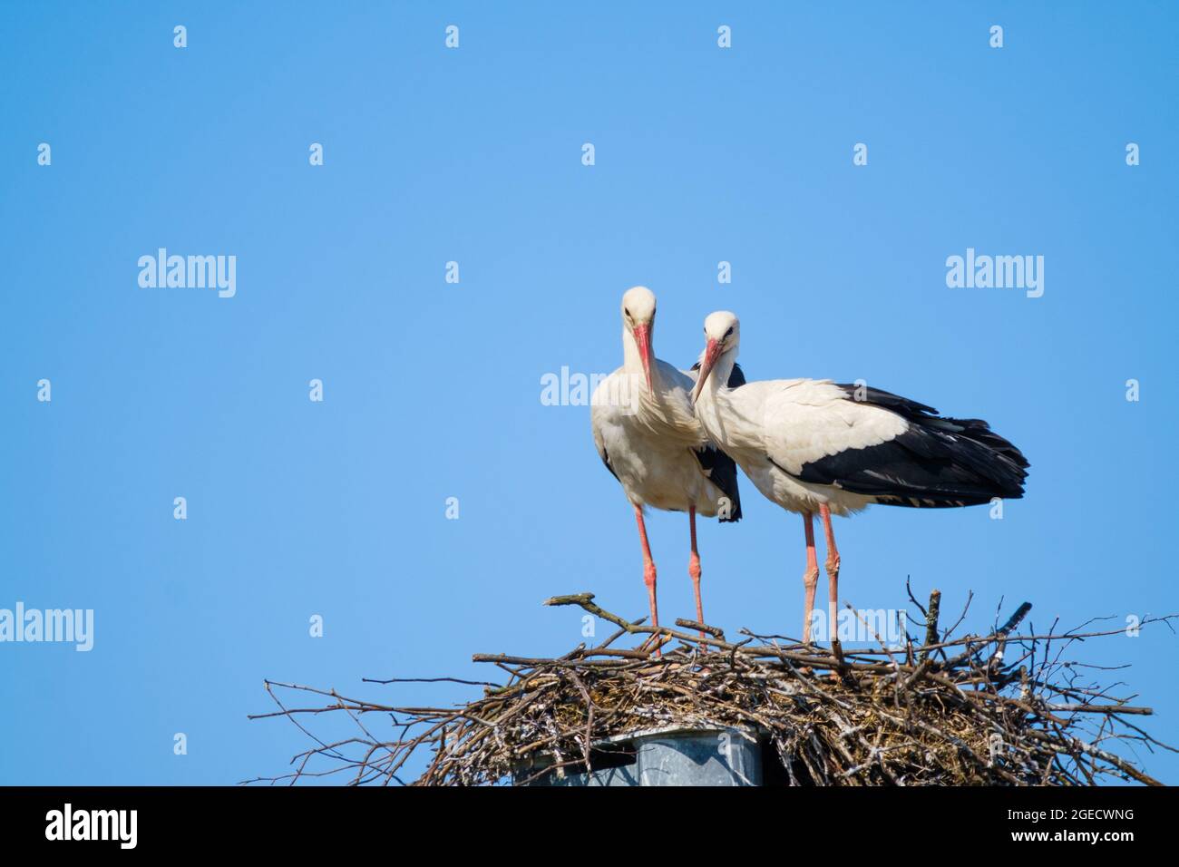 Cicogne in piedi nel nido in giornata di sole Foto Stock