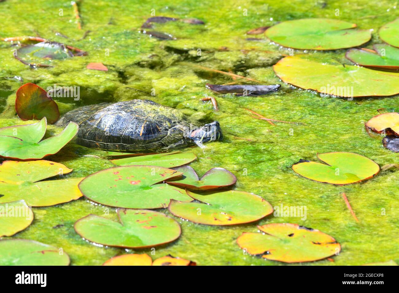 Vienna, Austria. Tartaruga a corsoio dalle orecchie rosse (Trachemys scripta elegans) Foto Stock
