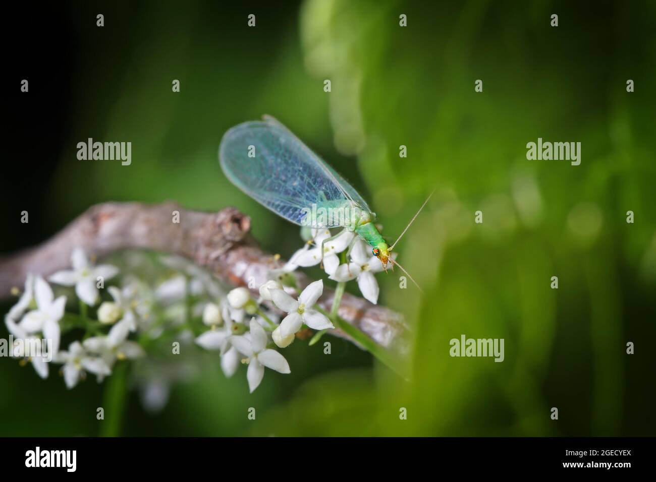 Un cucito con le stelle nei suoi occhi si siede vicino ai fiori bianchi Foto Stock