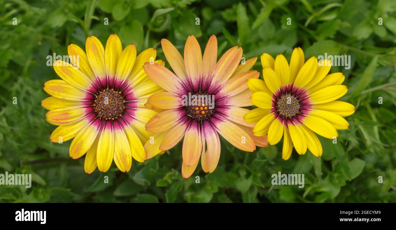 Tre fiori di artite gialla, in fila, su sfondo verde Foto Stock