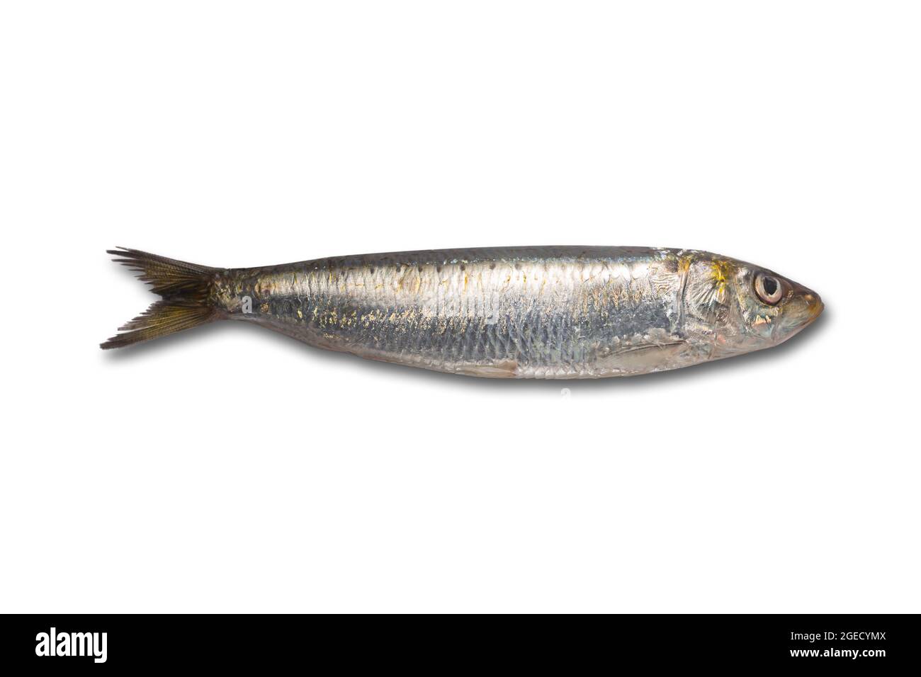 Sardine o pilchard europeo dal Mediterraneo. Il pesce è ampiamente utilizzato nelle cucine di Grecia, Spagna e Italia. Isolato su bianco Foto Stock