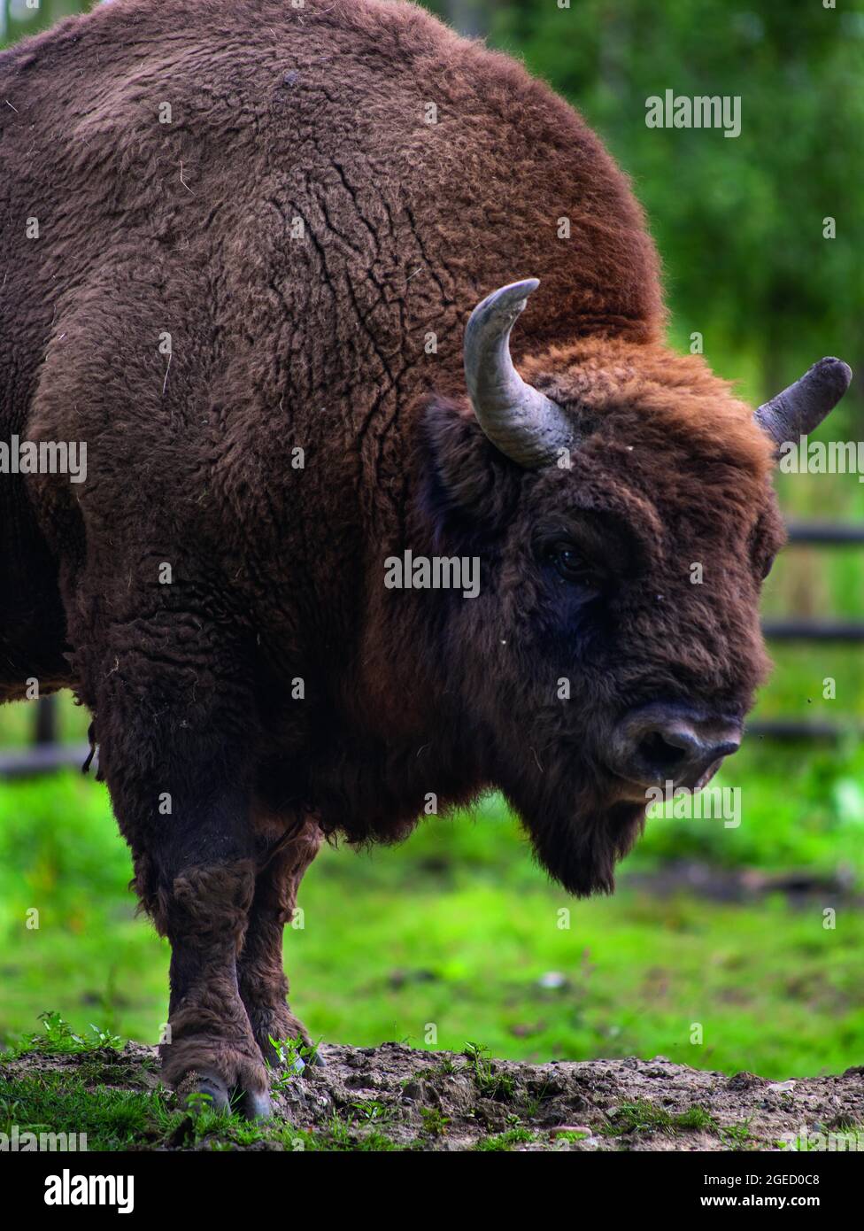 La parte di bisonte europeo del Wilder Blan che prevede di liberarli nel paesaggio di blan, la più grande area di boschi antichi nel sud dell'Inghilterra Foto Stock