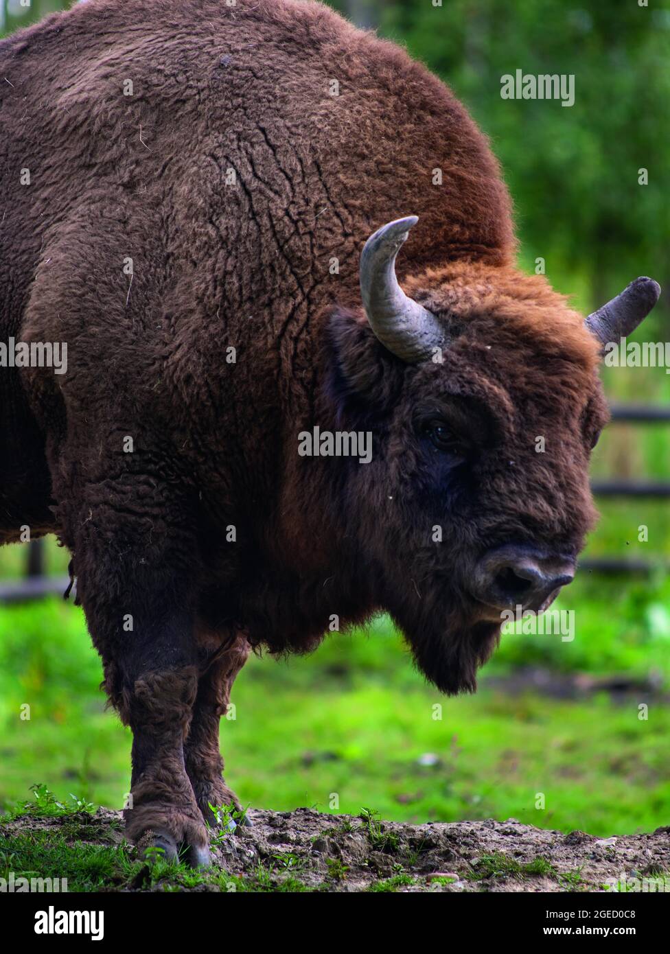 La parte di bisonte europeo del Wilder Blan che prevede di liberarli nel paesaggio di blan, la più grande area di boschi antichi nel sud dell'Inghilterra Foto Stock