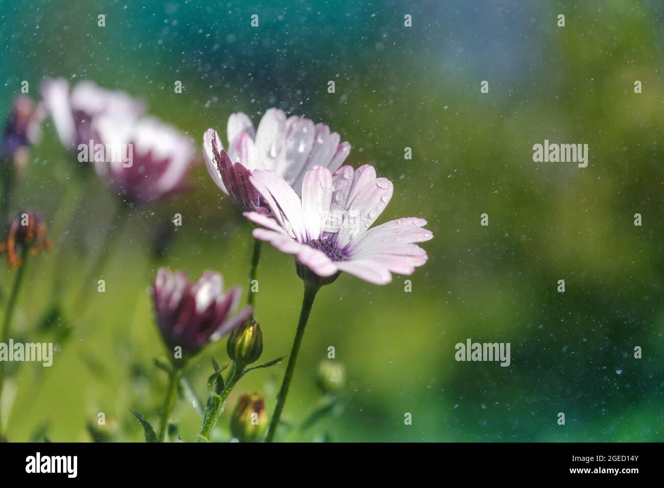 Fiori durante una pioggia estiva, un morbido sfondo verde-blu con bokeh Foto Stock