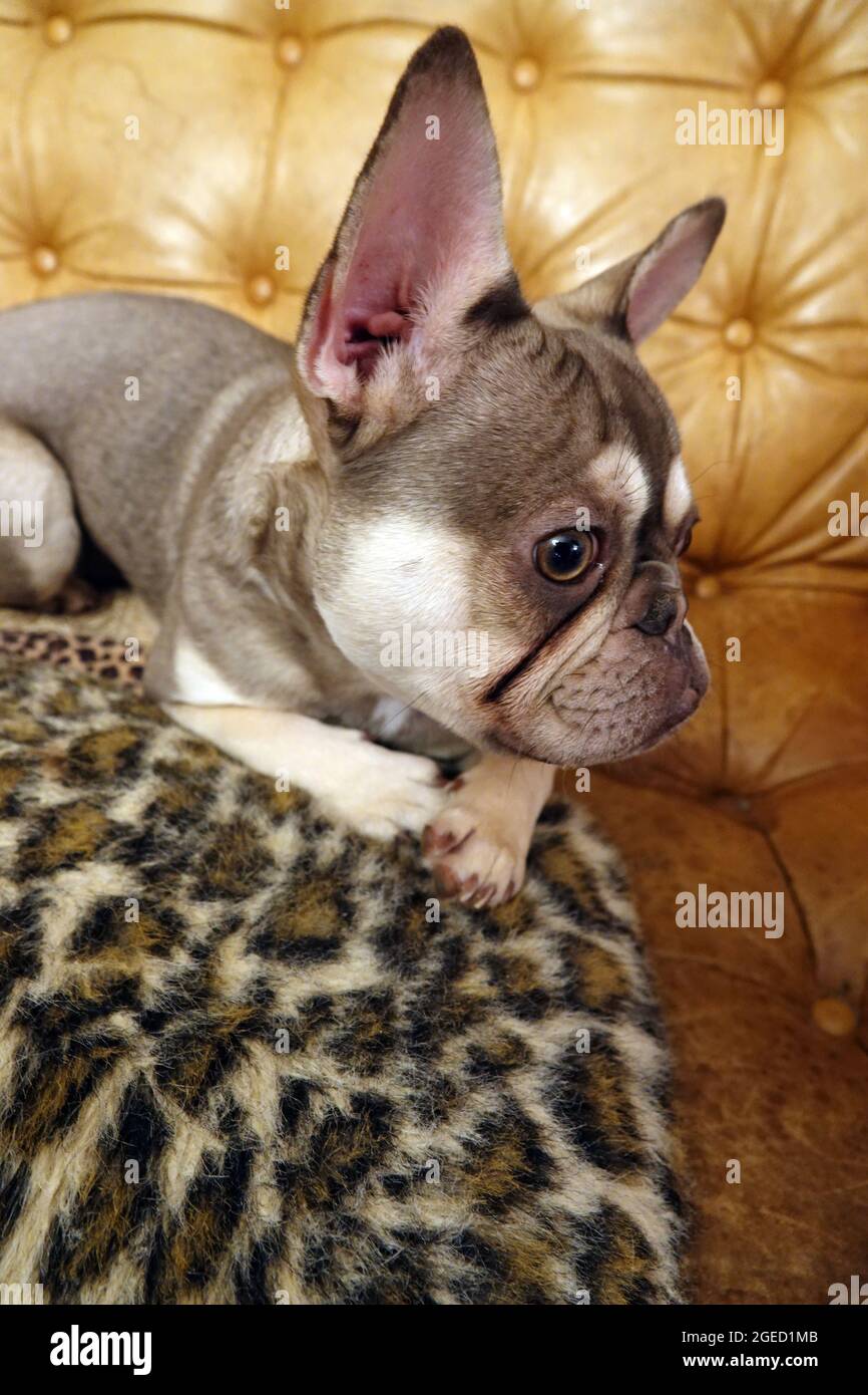 Il giovane bulldog francese è sdraiato su un lettino Foto Stock