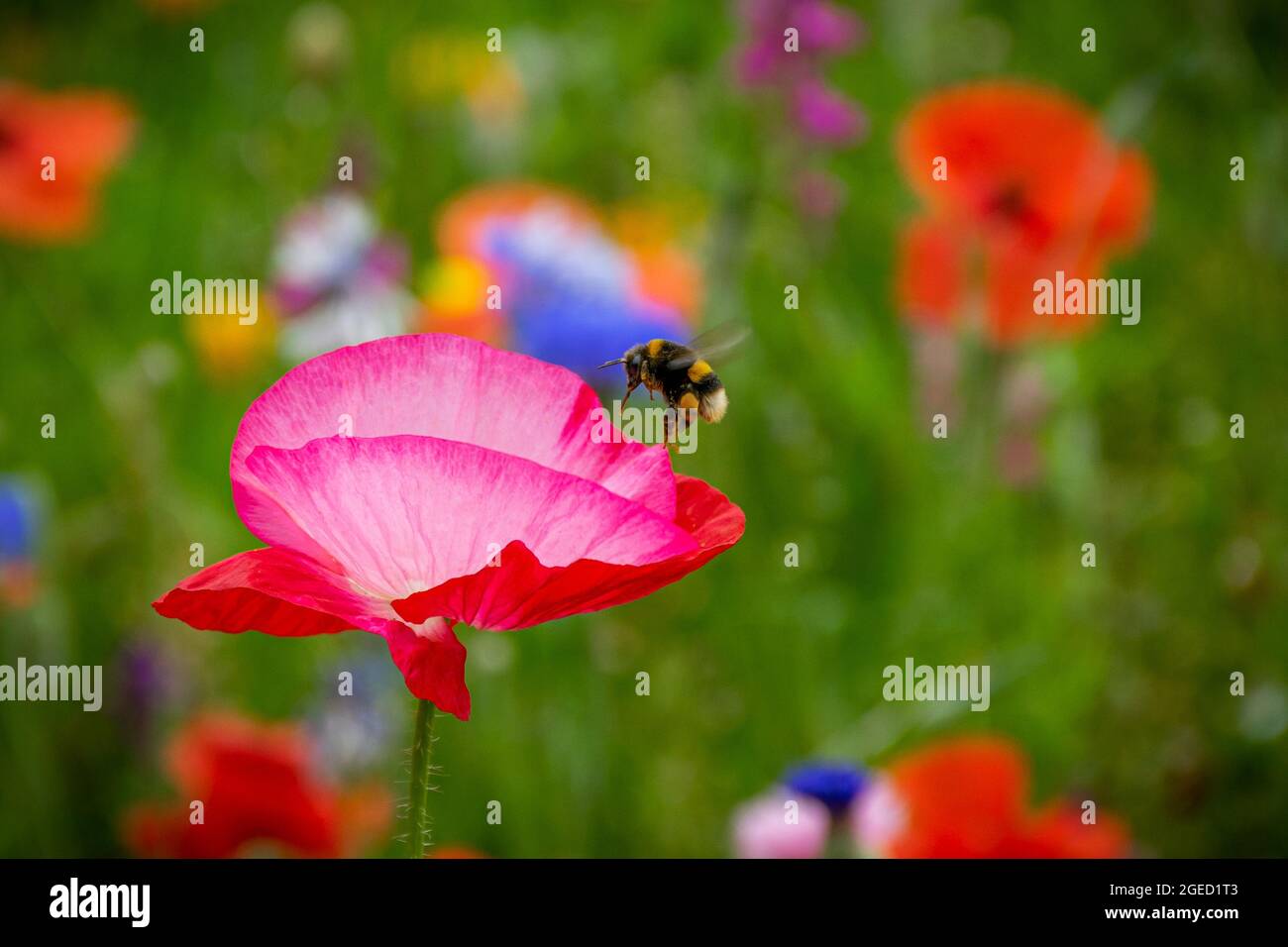Bumblebee vola intorno al fiore di papavero rosa Foto Stock