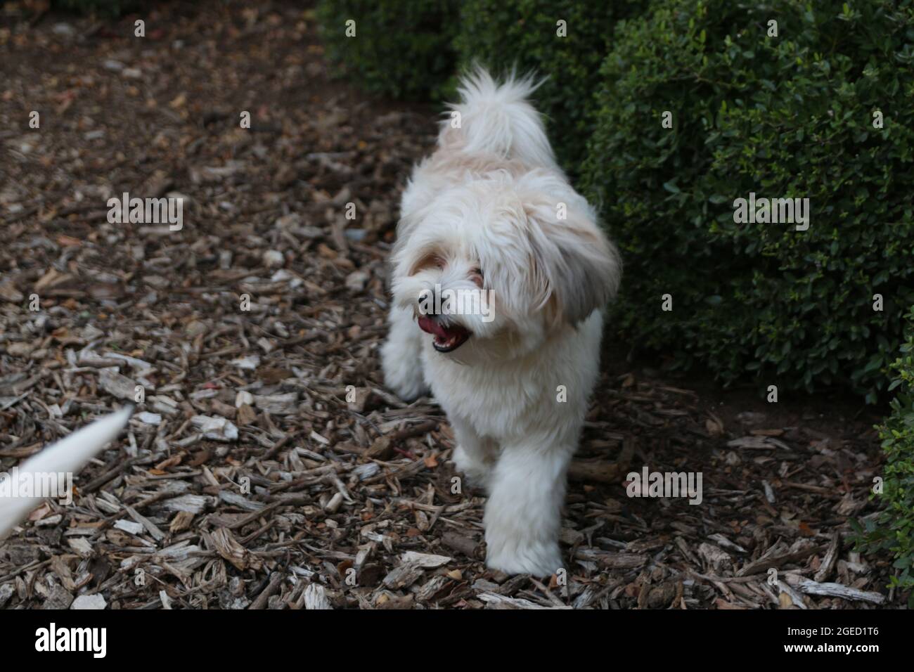 DALLAS, STATI UNITI - Set 01, 2017: Un mix fluffy shih-tzu e yorkshire terrier esplorare un parco per cani Foto Stock