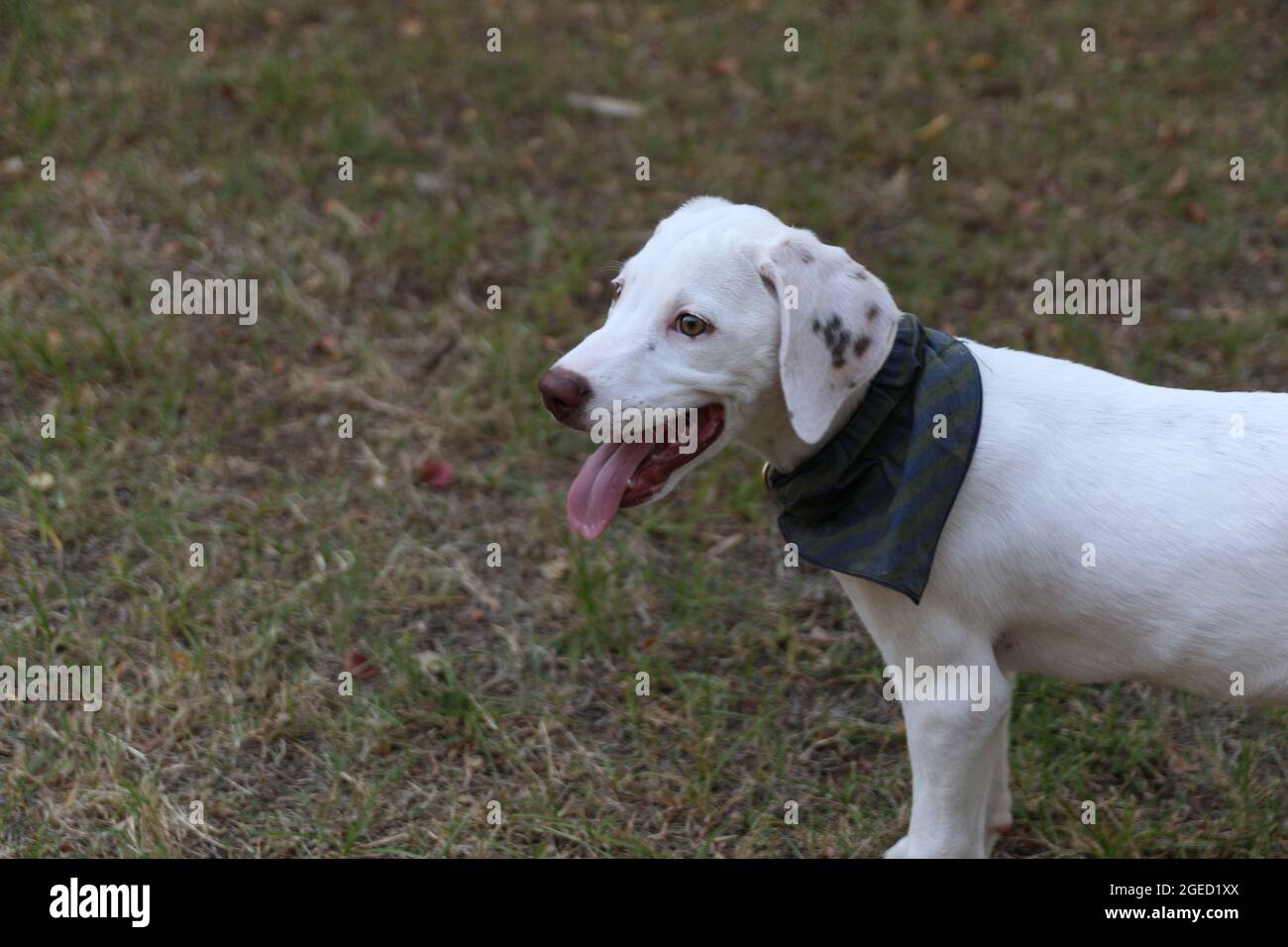 DALLAS, STATI UNITI - Set 17, 2017: Primo piano di un cucciolo dalmata rosso bianco che esplora in un parco Foto Stock