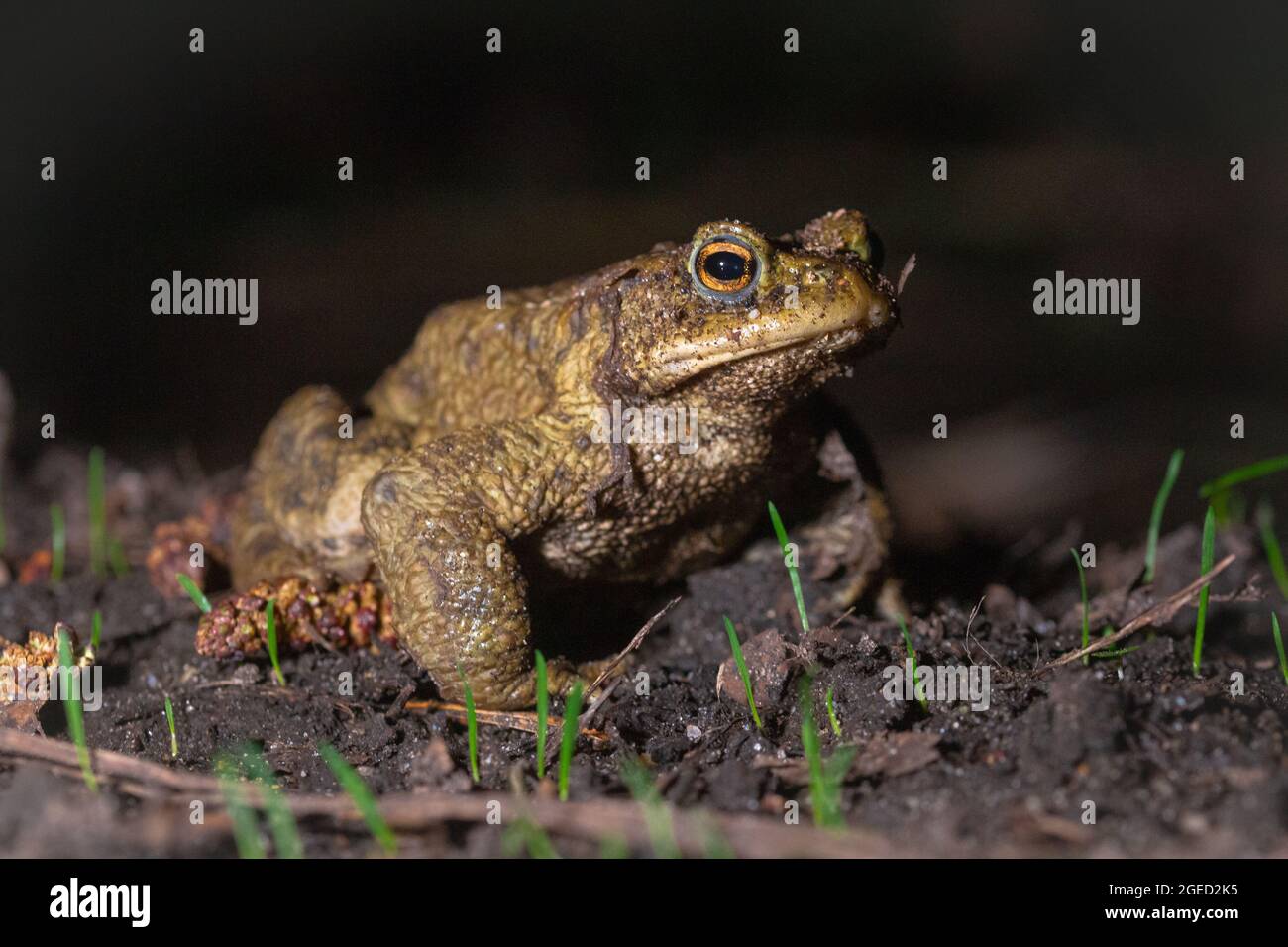 Un rospo maschile comune (Bufo bufo) è sulla migrazione annuale al bacino di accoppiamento vicino a Bury St Edmunds, Suffolk Foto Stock