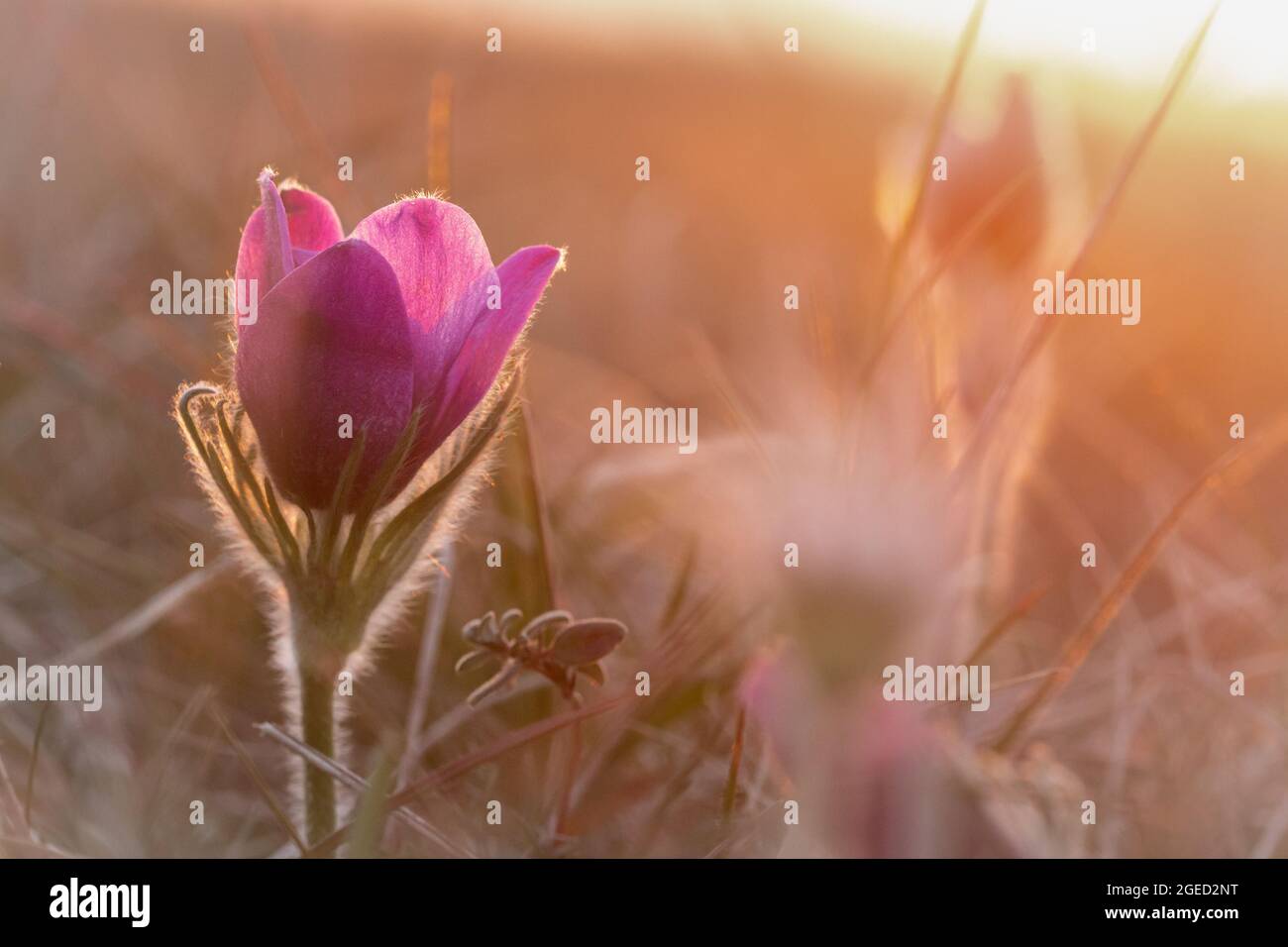 Foto del pasqueflower (Pulsatilla vulgaris) che cresce nella brughiera di Therfield in Hertfordshire Foto Stock
