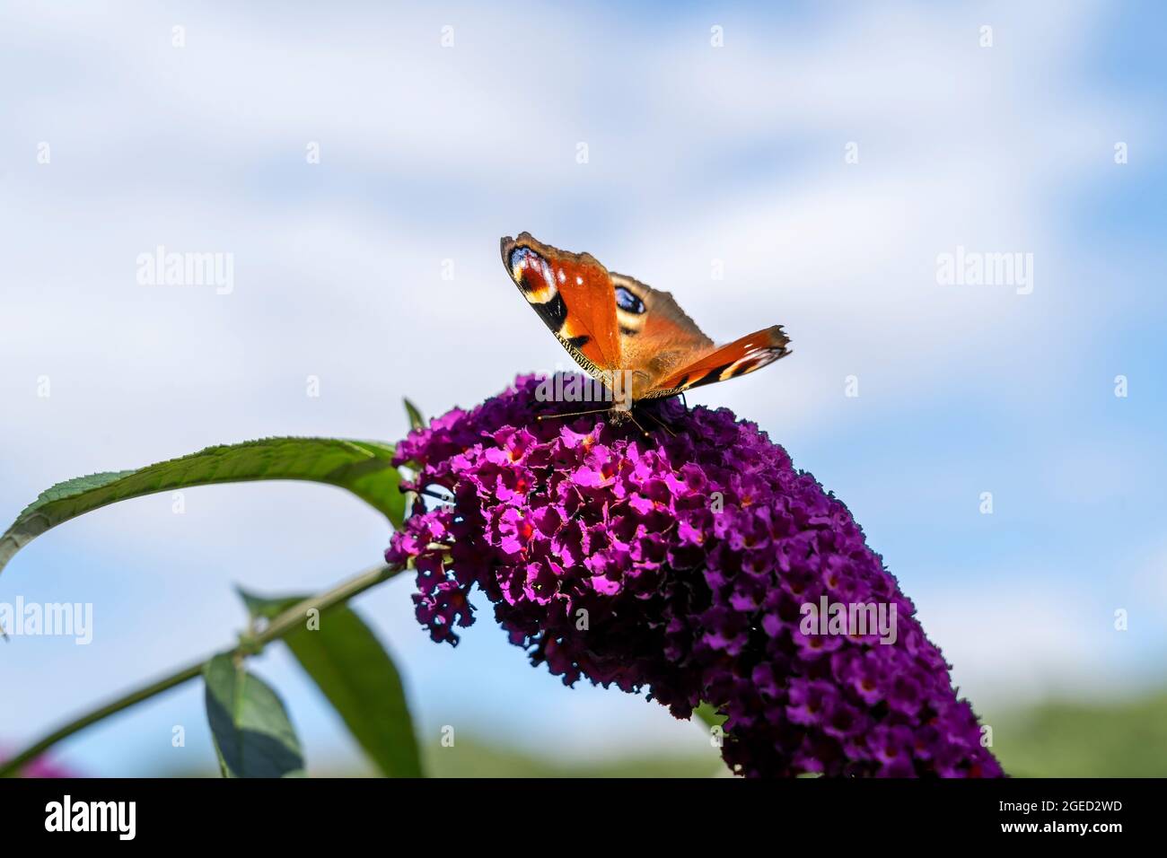 FARFALLA DI PAVONE SU UN FIORE DI BUDDLEIA Foto Stock