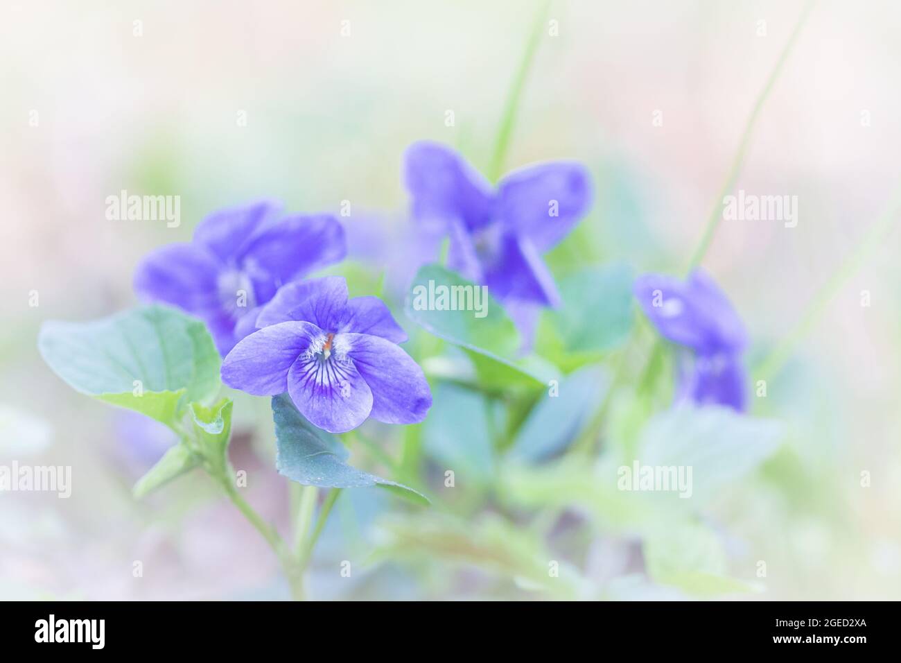 Primo piano immagine di piccolo viola cane fiore viola (Viola riviana) che cresce in Wayland Wood, Norfolk Foto Stock