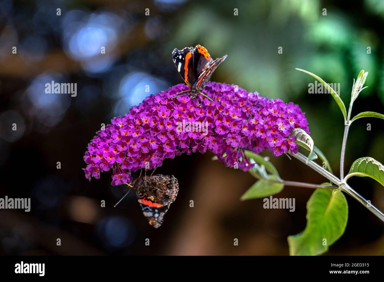 DUE FARFALLE AMMIRAGLIO ROSSE SU UN FIORE DI BUDDLEIA Foto Stock