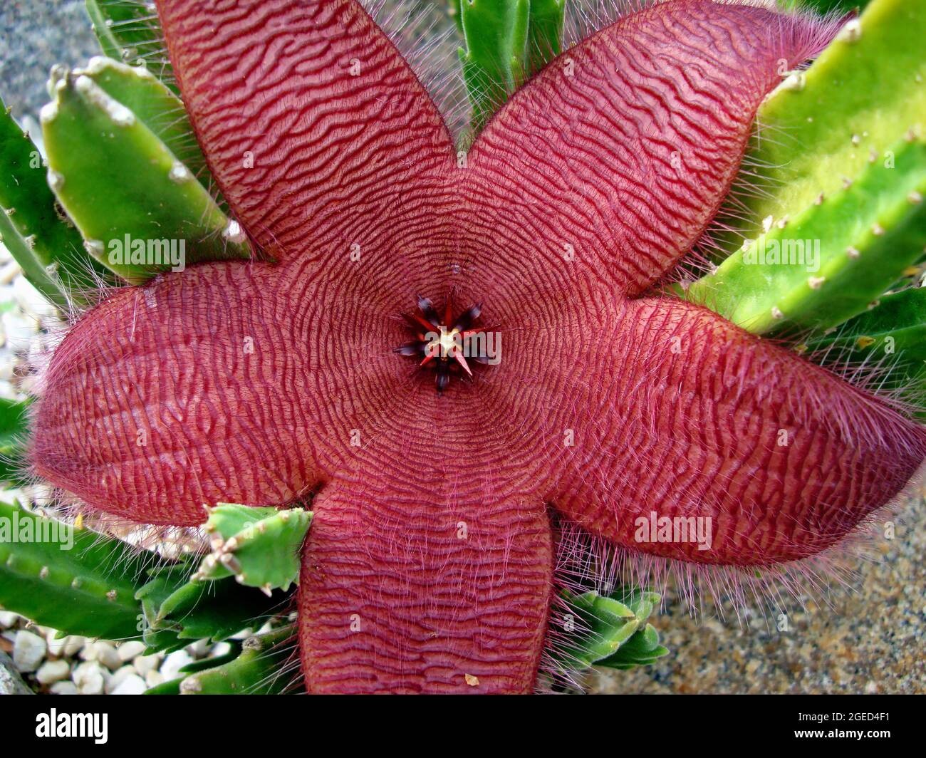 Fiori di stelle marine o piante di Carrion (Stapelia hirsuta Foto stock -  Alamy