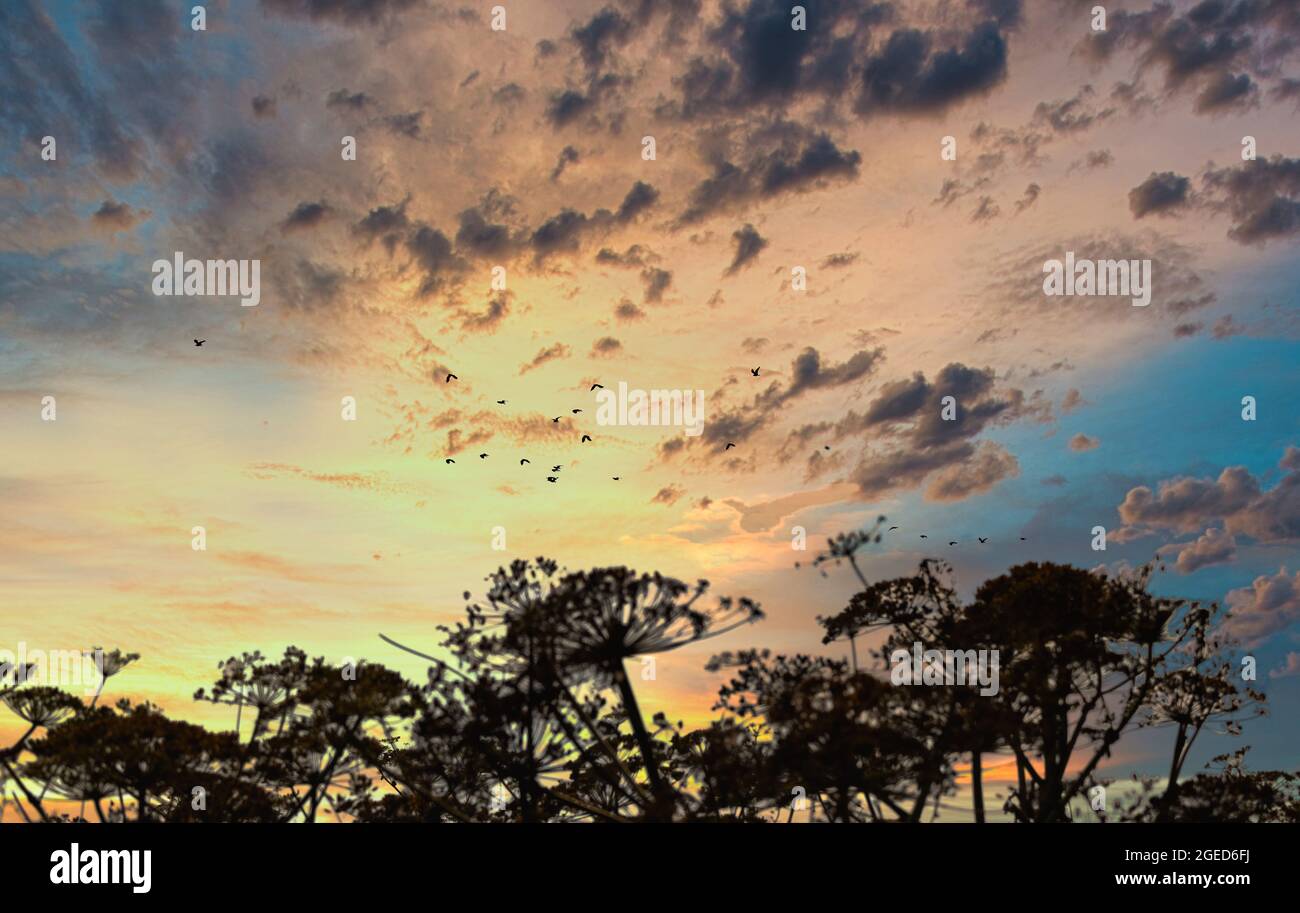 Paesaggio con cielo dorato e nuvole al tramonto. Concentratevi su un gregge di uccelli nel cielo su contorni oscuri sfocati di erba alta. Momenti panoramici, all'aperto Foto Stock